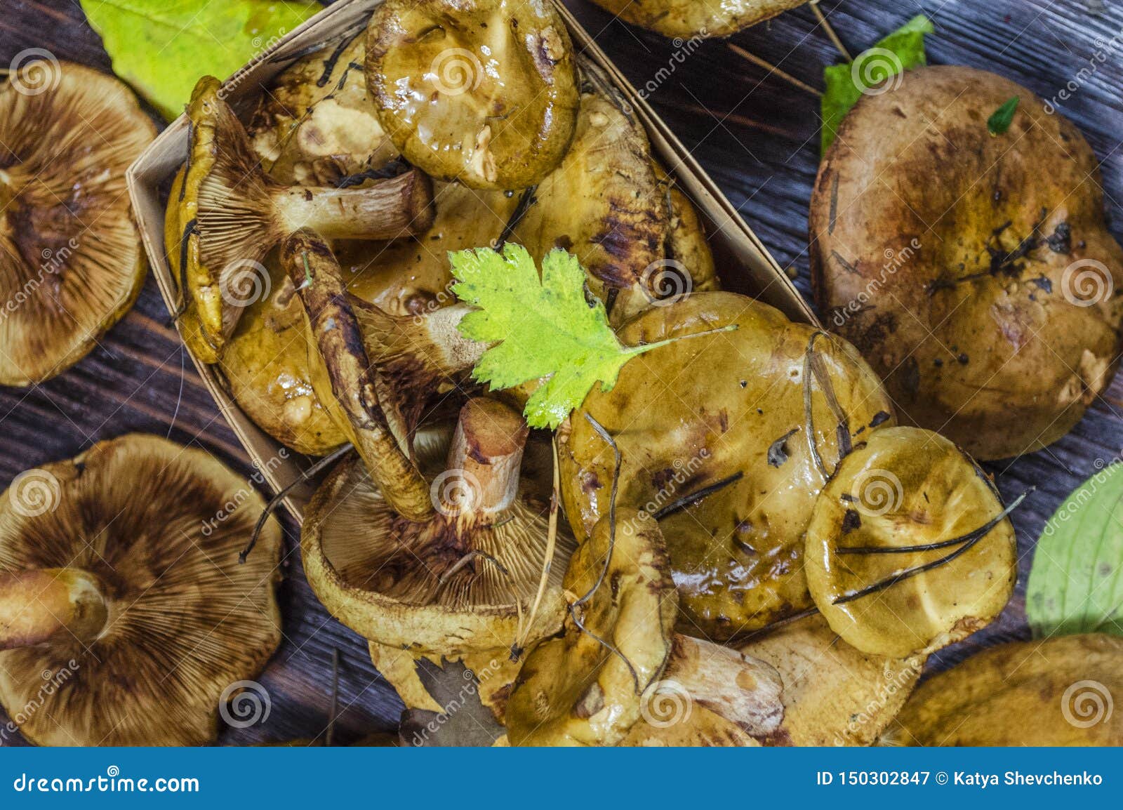 paxillus mushroom underbird