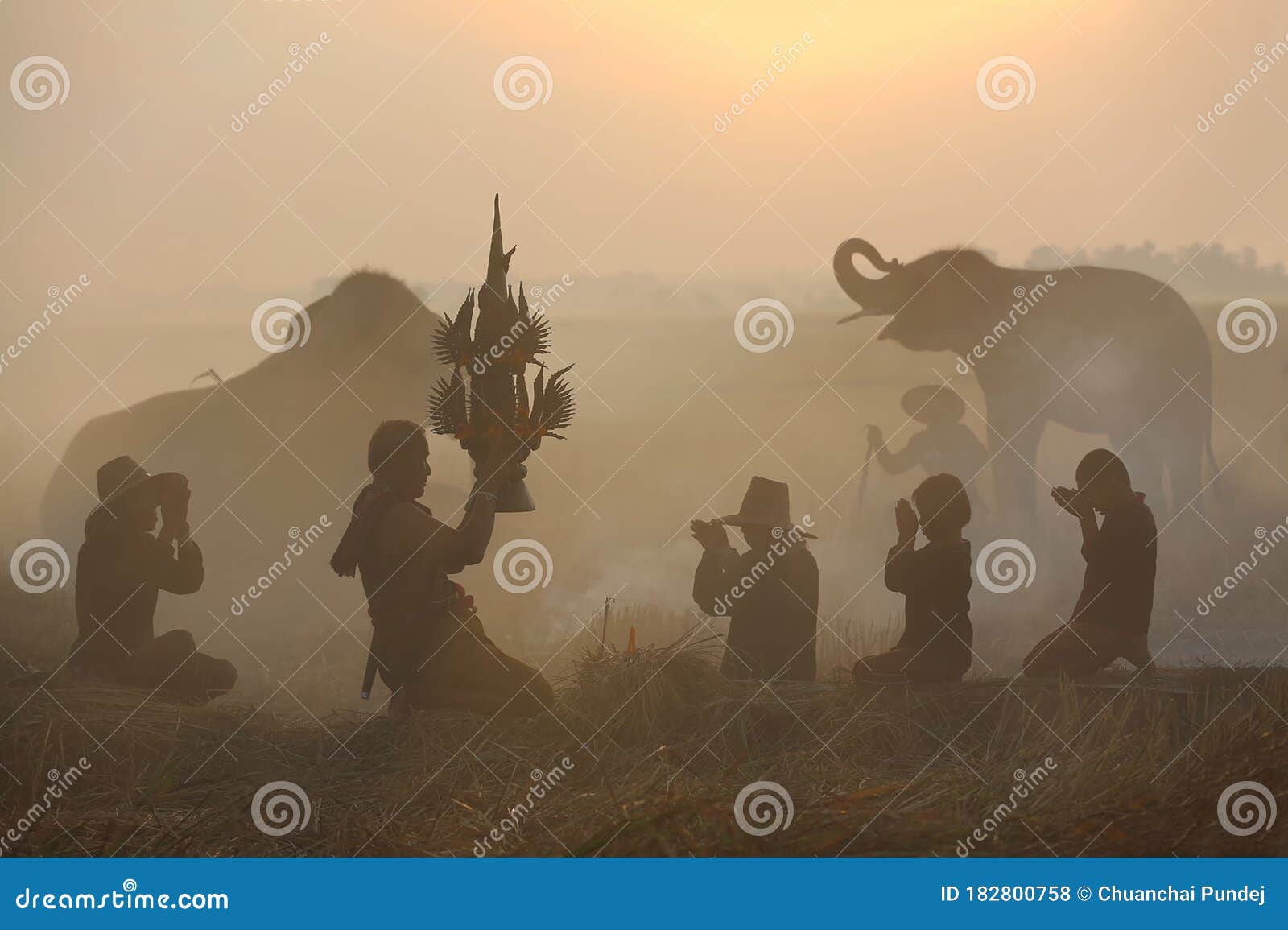 pay respect to the shrine. elephant mahout portrait. the kuy kui people of thailand.