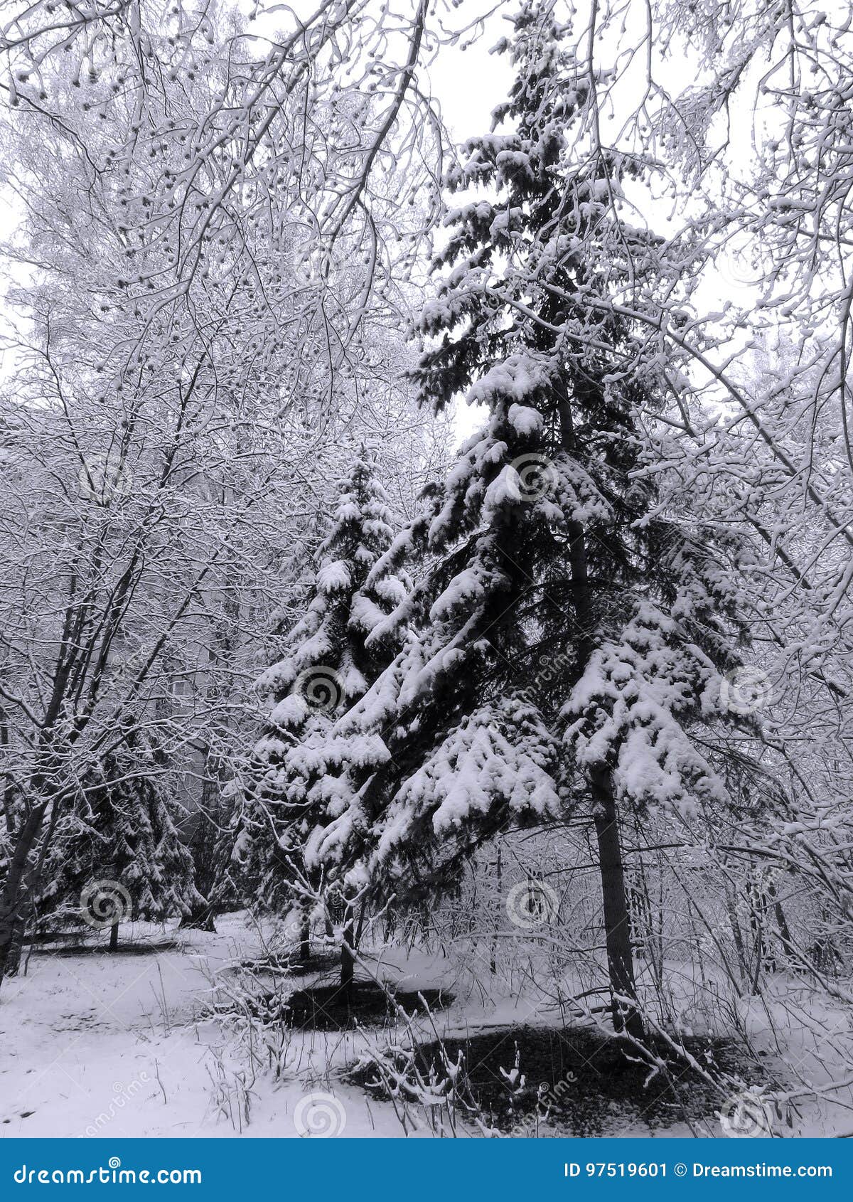 Paysage. Aménagez en parc avec l'image des sapins sous la neige blanc noir