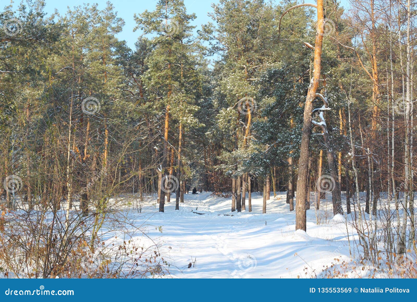 Paysage Avec Lhiver Forest And Bright Sunbeams Lever De