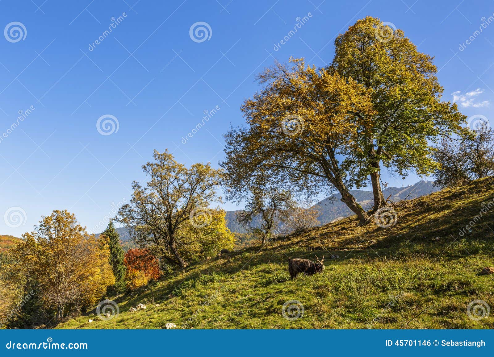 Paysage D Automne Avec Des Animaux De Ferme Photo Stock Image Du Automne Avec