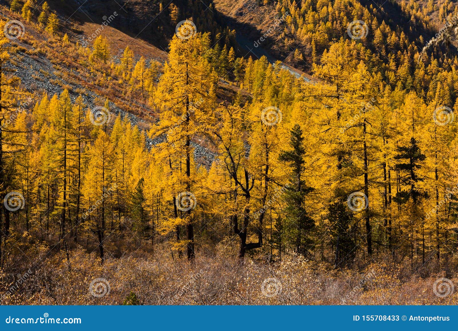 Paysage D Automne Dans Les Montagnes Avec Les Melezes D Or Canada Image Stock Image Du Dans Canada