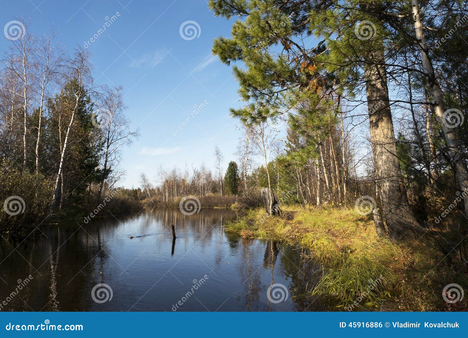 Paysage D automne De Rivi re Et D arbres  En Russie  Du Nord 