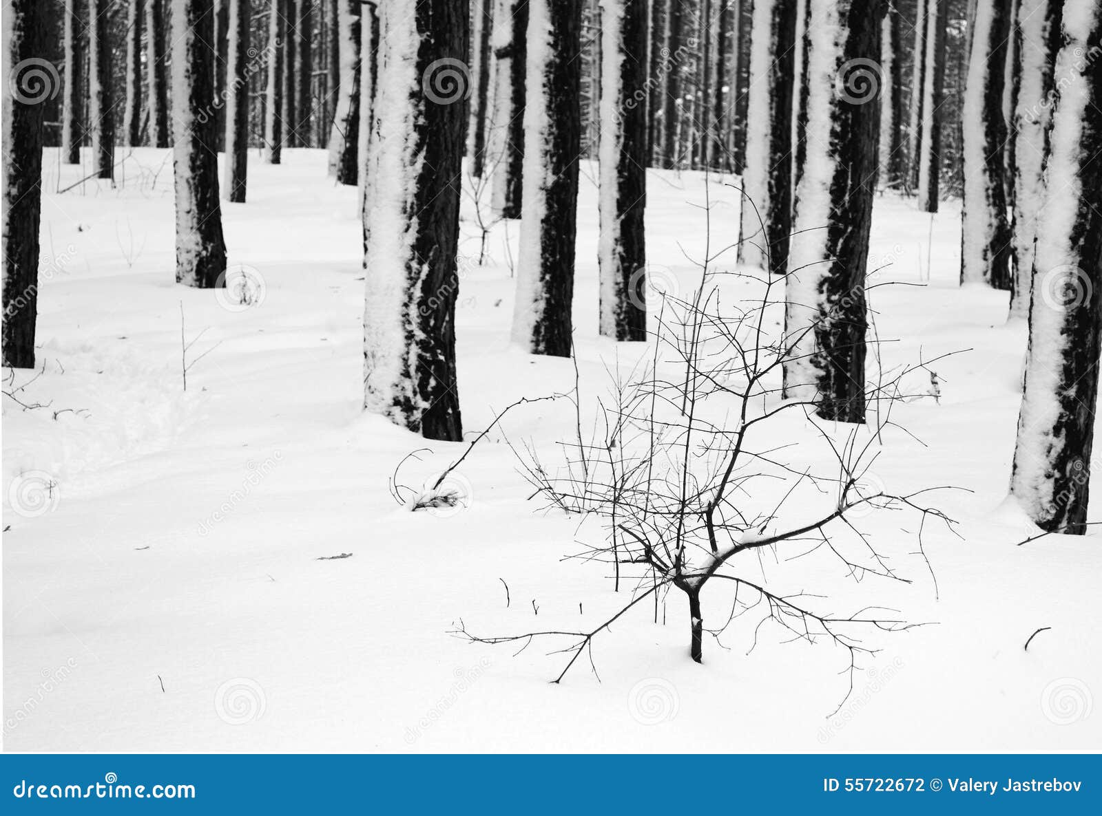 Paysage D Hiver De Concept En Noir Et Blanc Photo Stock Image Du