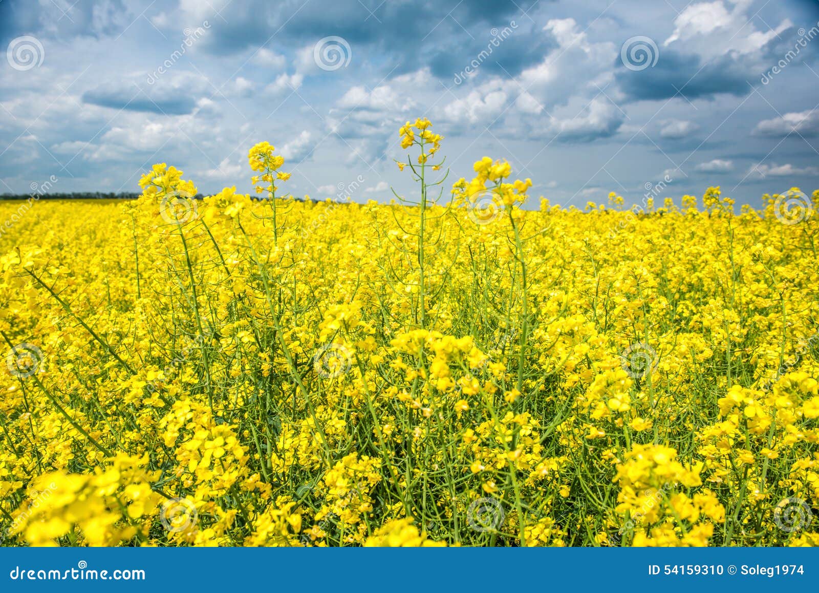 Paysage De Champ D'été, Fleur Jaune De Graine De Colza Photo stock - Image  du campagne, herbe: 54159310