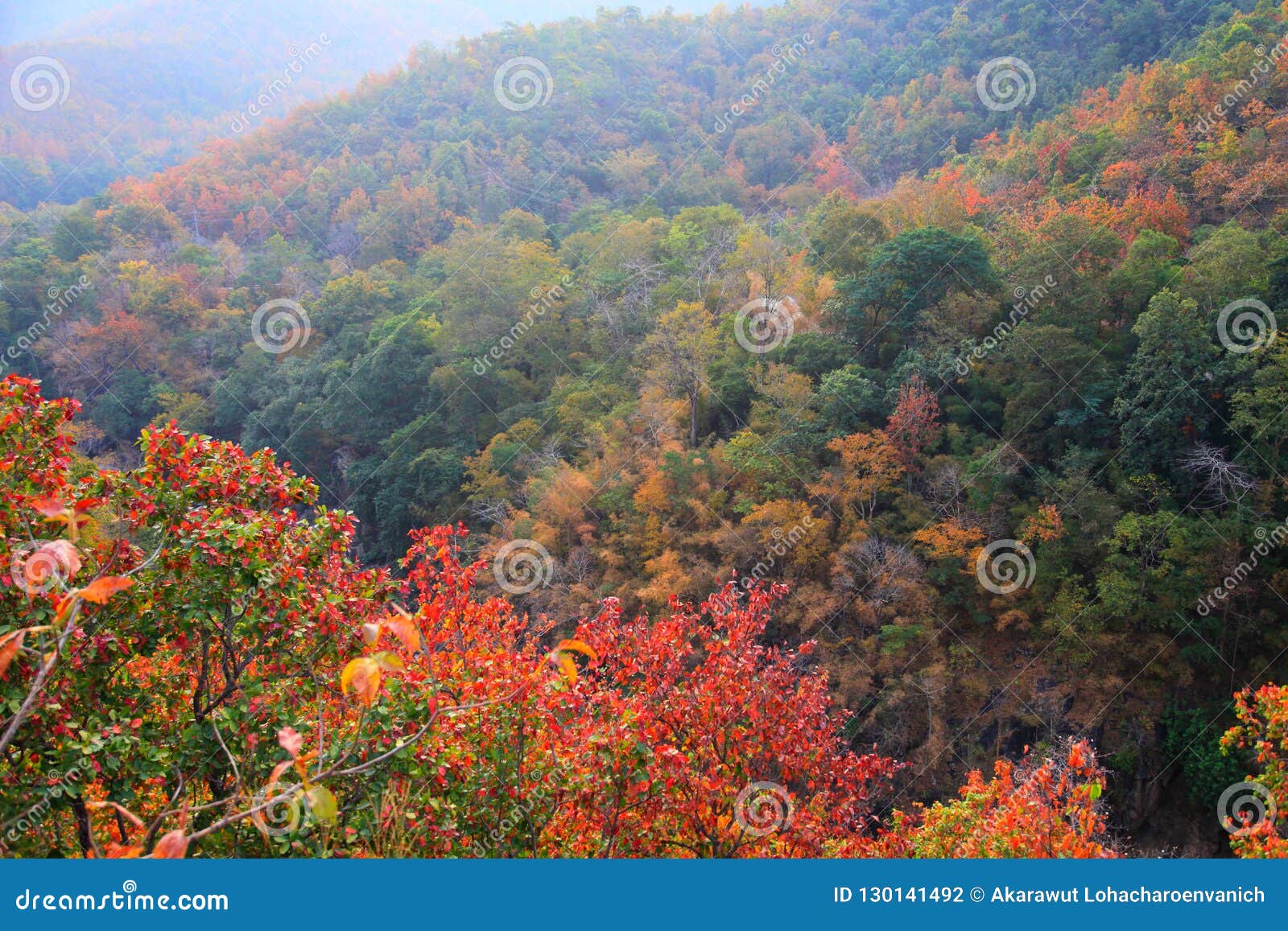 Paysage de couleur d'automne de forêt des feuilles changeant pendant l'automne en montagne