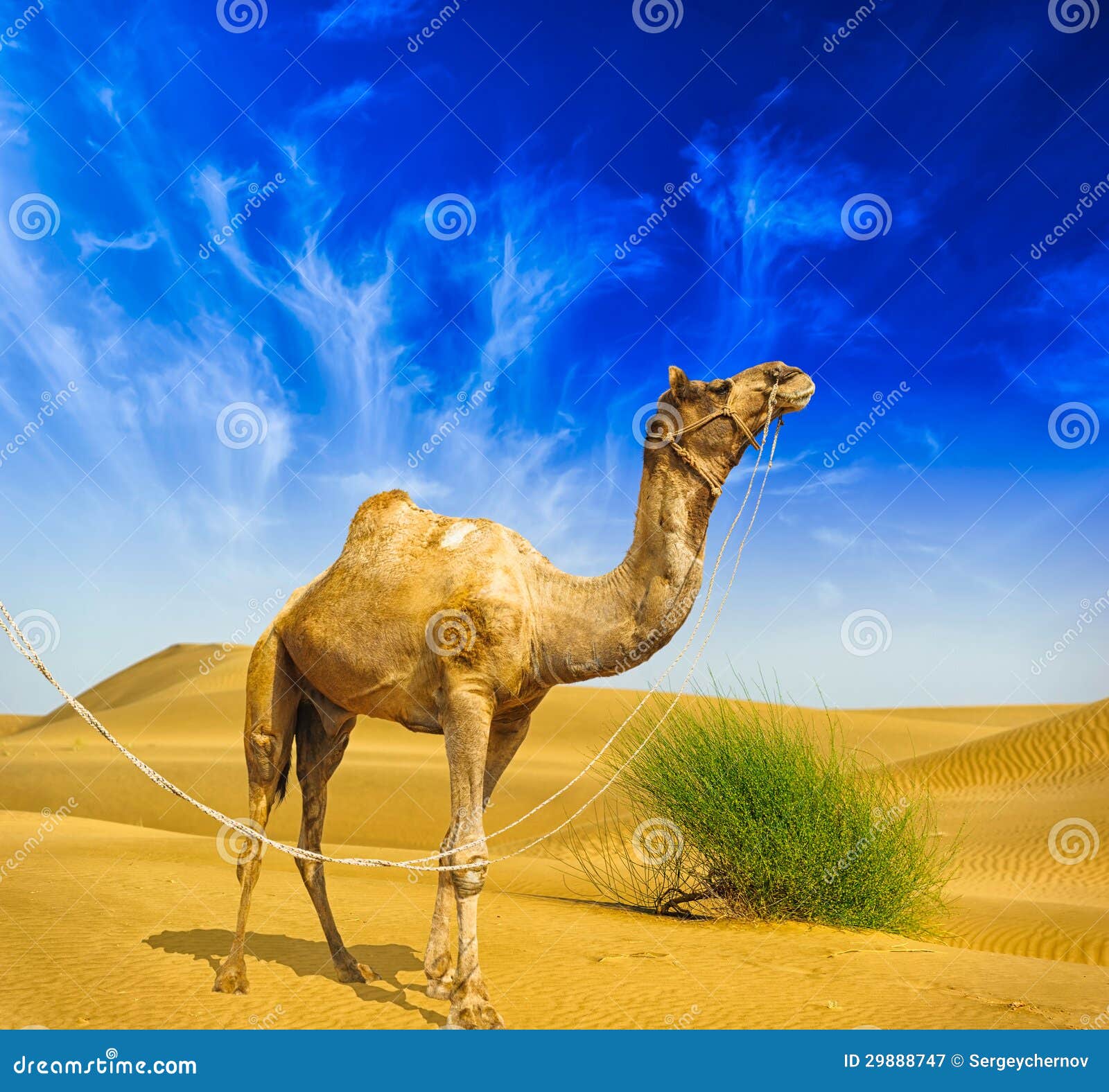 Paysage De Desert Sable Chameau Et Ciel Bleu Avec Des Nuages Image Stock Image Du Sable Chameau