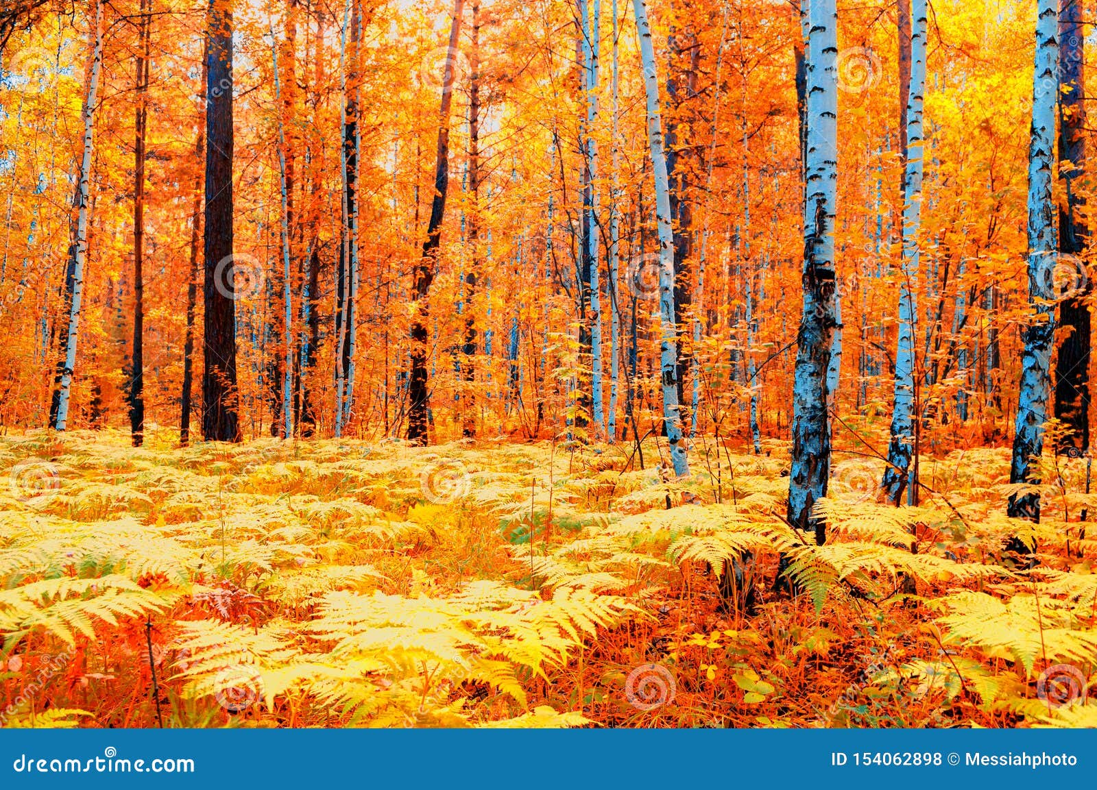 Paysage De Foret D Automne Par Temps Nuageux Arbres Et Fougere D Automne De Foret Sur Le Premier Plan Nature De Foret Dans Le J Photo Stock Image Du Normal Matin Paysage De Foret D Automne Par Temps Nuageux Arbres Et Fougere D Automne De Foret Sur Le Premier Plan Nature De Foret Dans Le J Photo Stock Image Du Normal Matin