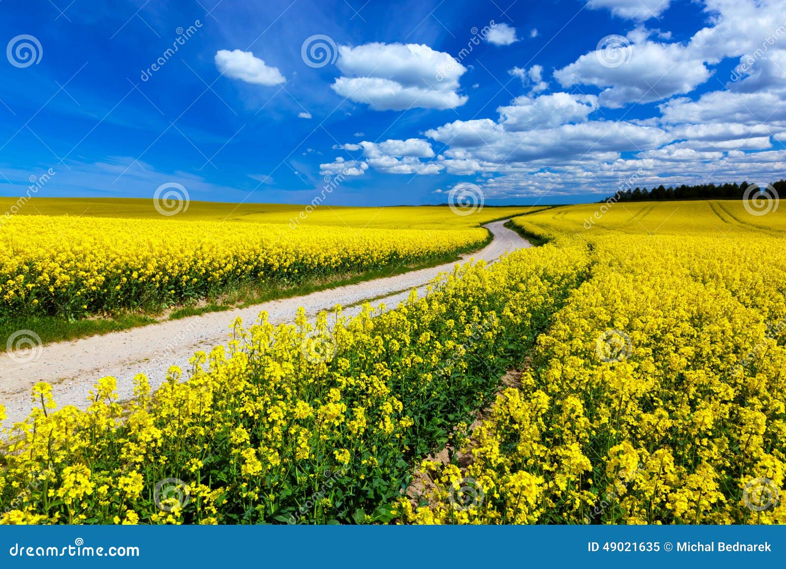 paysage-de​-gisement-​de-ressort​-de-campag​ne-avec-le​s-fleurs-j​aunes-viol​-49021635