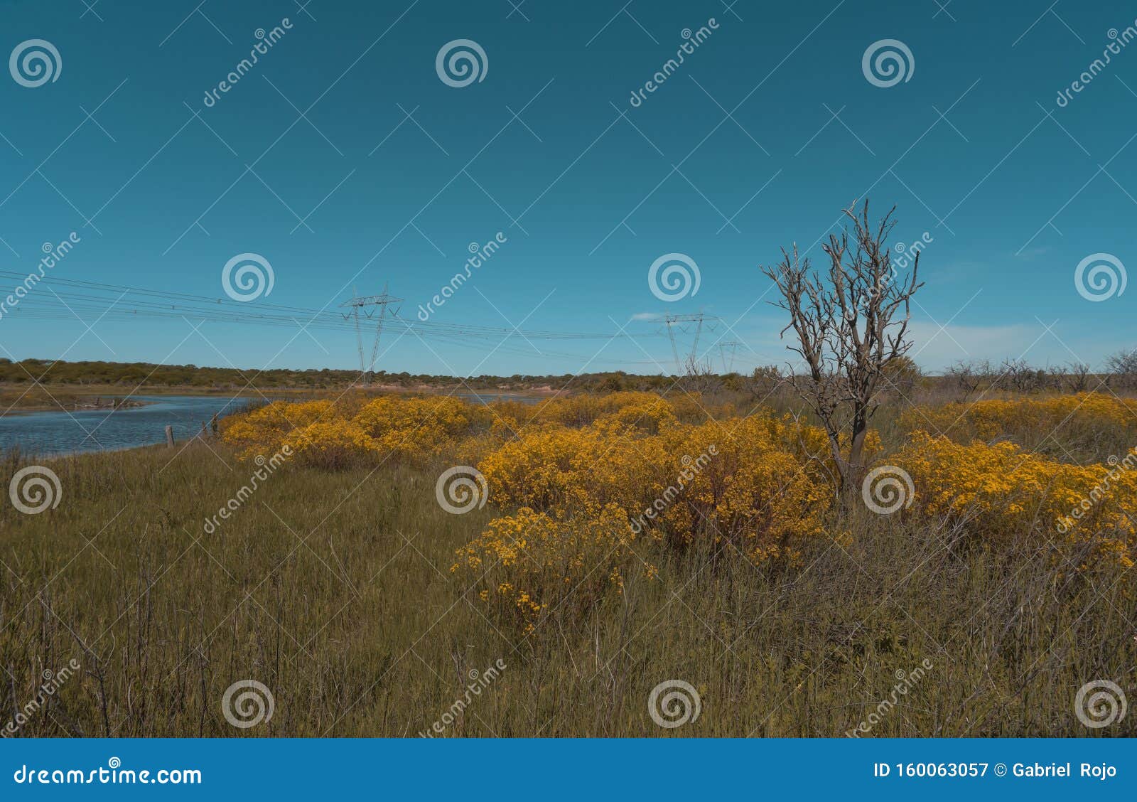 Paysage De La Saison De Printemps, La Pampa Image stock - Image du ressort,  patagonie: 160063057