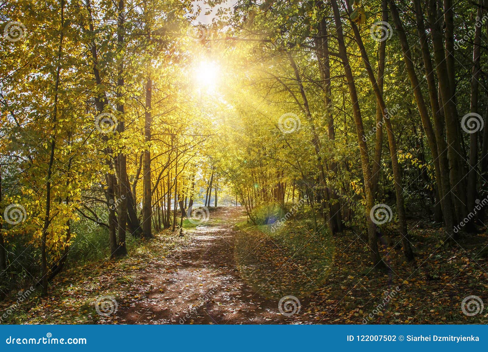 Paysage De Nature D Automne Avec Le Chemin A La Lumiere Du Soleil Jaune De Foret En Parc D Automne Chemin Forestier Sous Les Arbr Photo Stock Image Du Jour Horizontal Paysage De Nature D Automne Avec Le Chemin A La Lumiere Du Soleil Jaune De Foret En Parc D Automne Chemin Forestier Sous Les Arbr Photo Stock Image Du Jour Horizontal