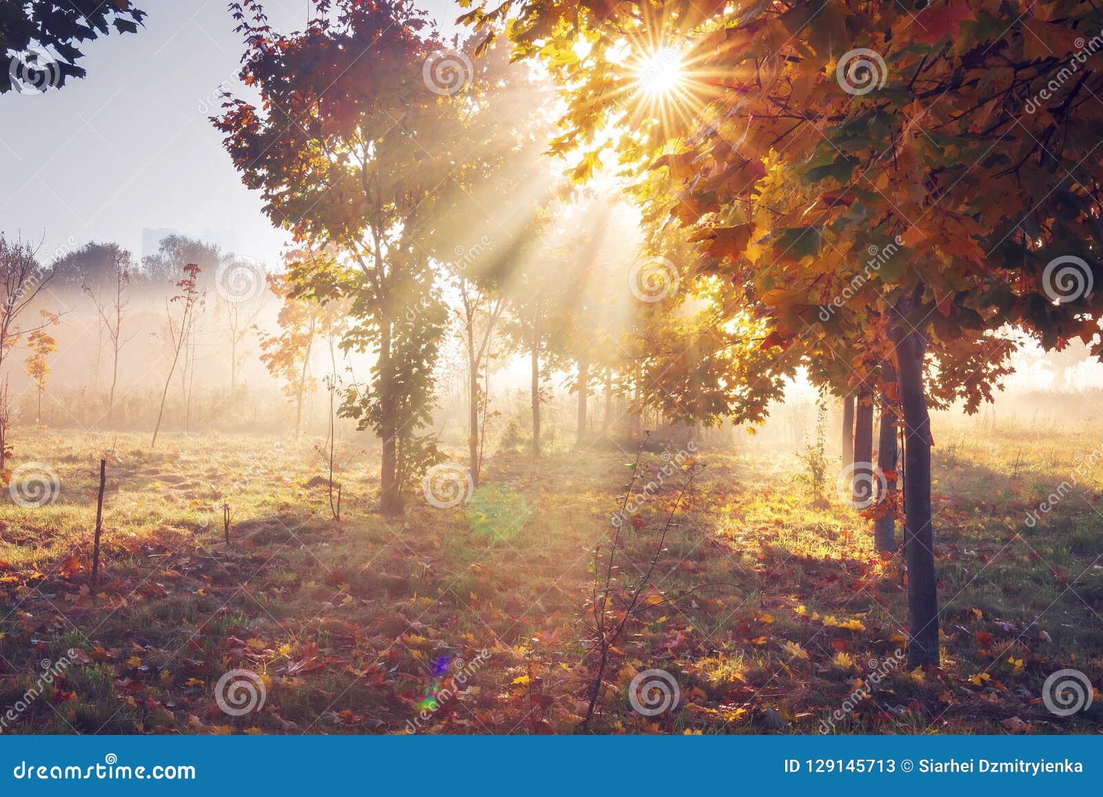 Paysage De Nature D Automne Dans Le Matin Clair Avec Le Soleil Vif Arbres Colores A La Lumiere Du Soleil Vibrante Image Stock Image Du Frais Brun Paysage De Nature D Automne Dans Le Matin Clair Avec Le Soleil Vif Arbres Colores A La Lumiere Du Soleil Vibrante Image Stock Image Du Frais Brun