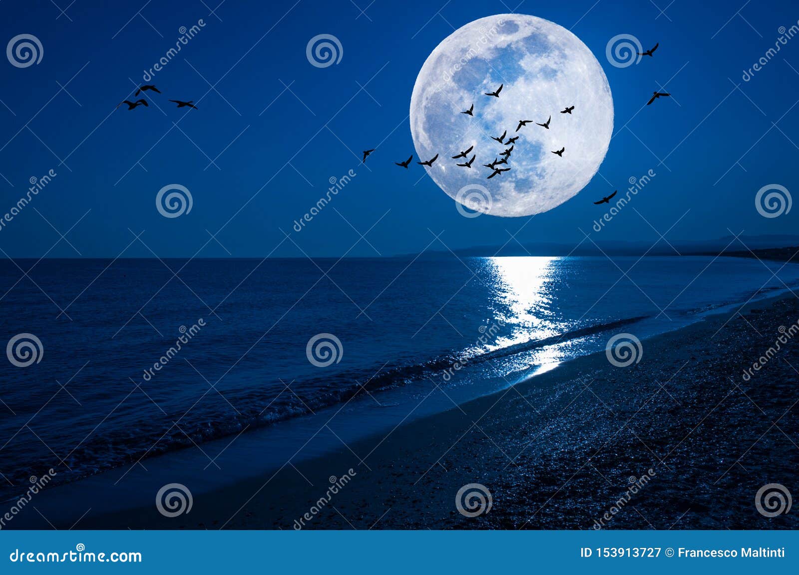 Paysage Marin De Nuit D Imagination Avec Les Oiseaux Superbes De Lune Et De Vol Image Stock Image Du Calme Seascape Paysage Marin De Nuit D Imagination Avec Les Oiseaux Superbes De Lune Et De Vol Image Stock Image Du Calme Seascape