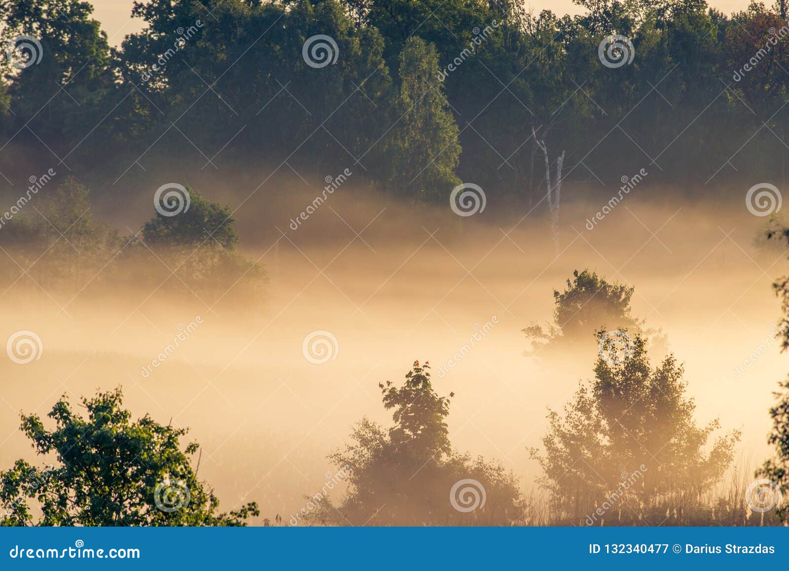 Paysage scénique de brume de nature de ressort à l'aube