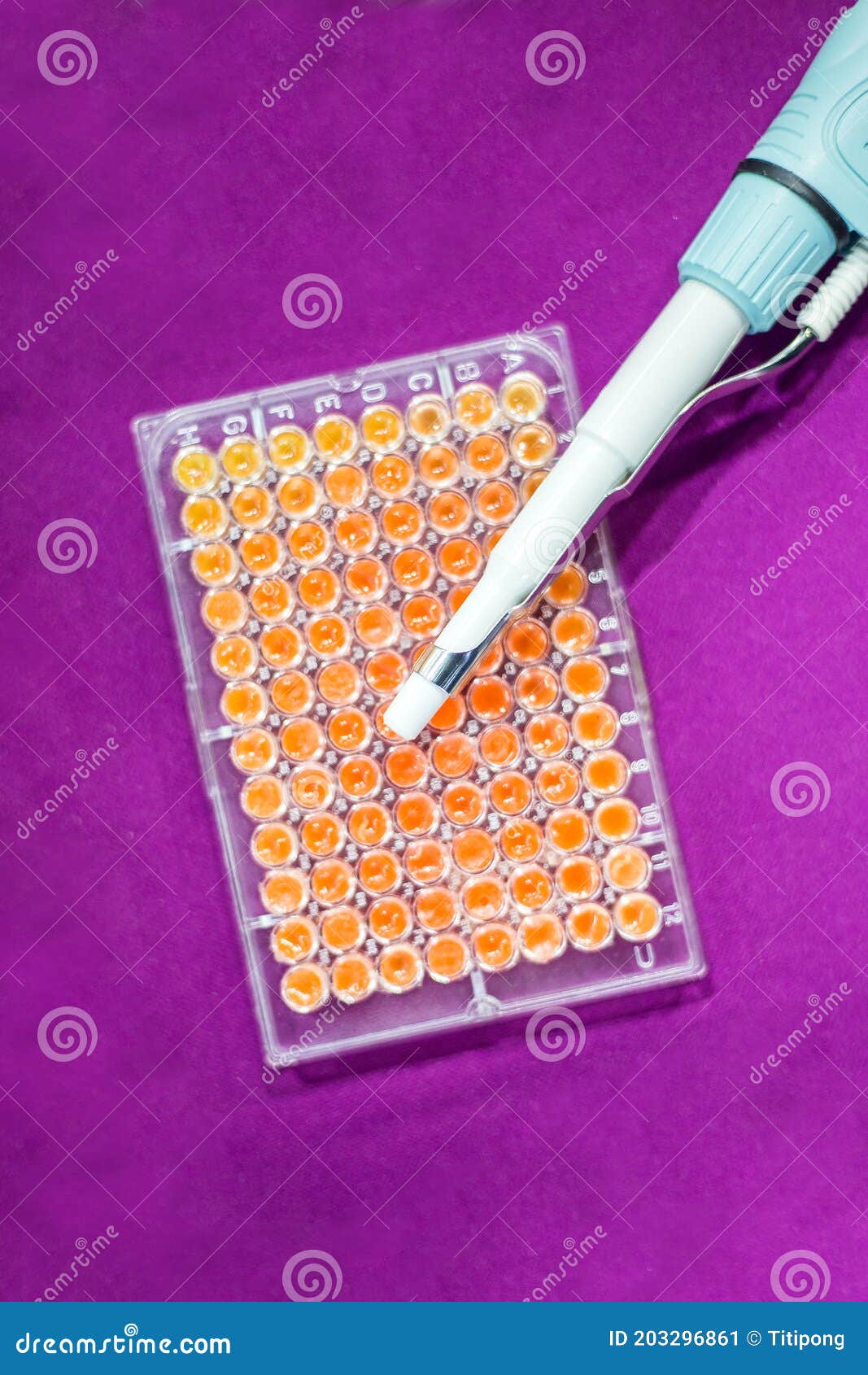 Pcr Well Plate on 96 Well Microplate with Biological Samples Stock