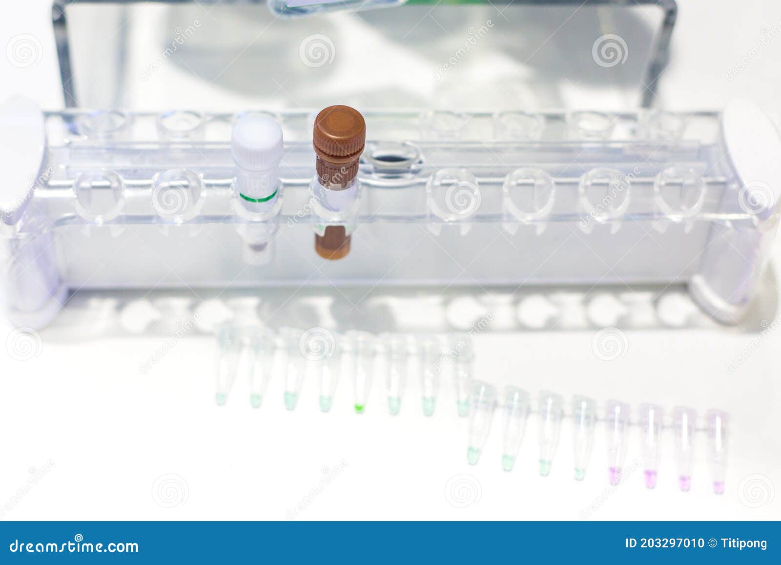 Pcr Well Plate Microplate with Biological Samples Stock Photo Image