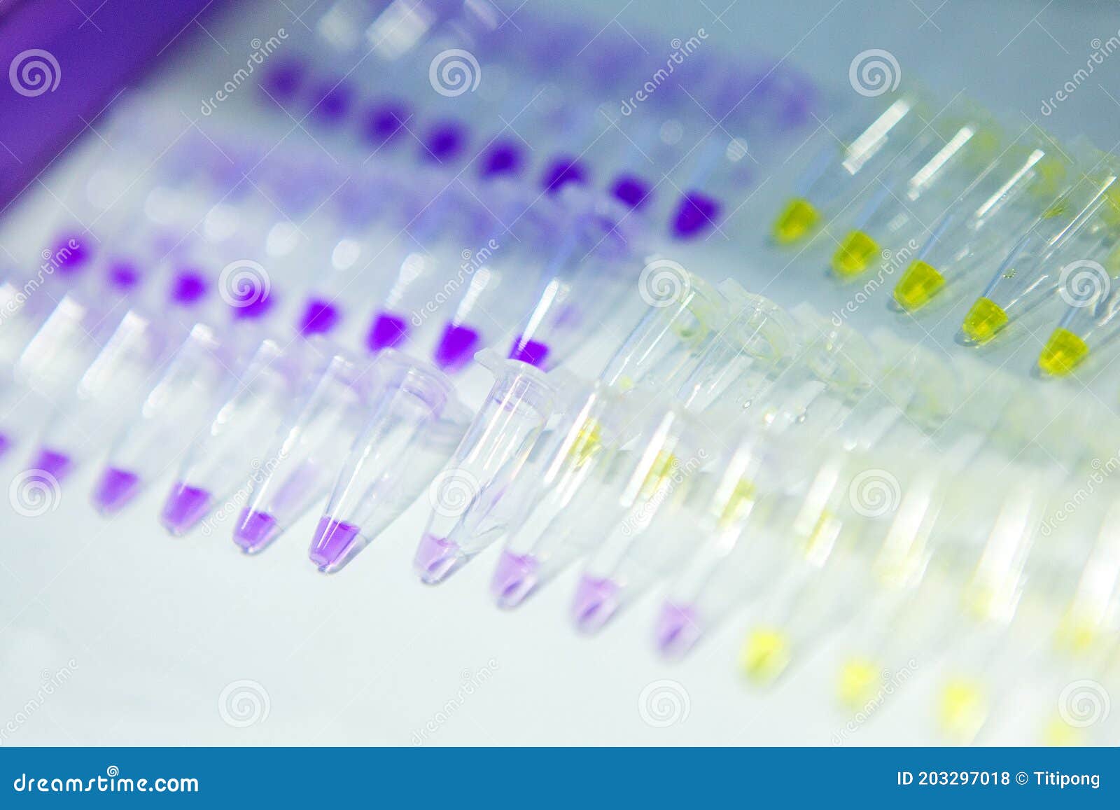 Pcr Well Plate Microplate with Biological Samples Stock Photo Image