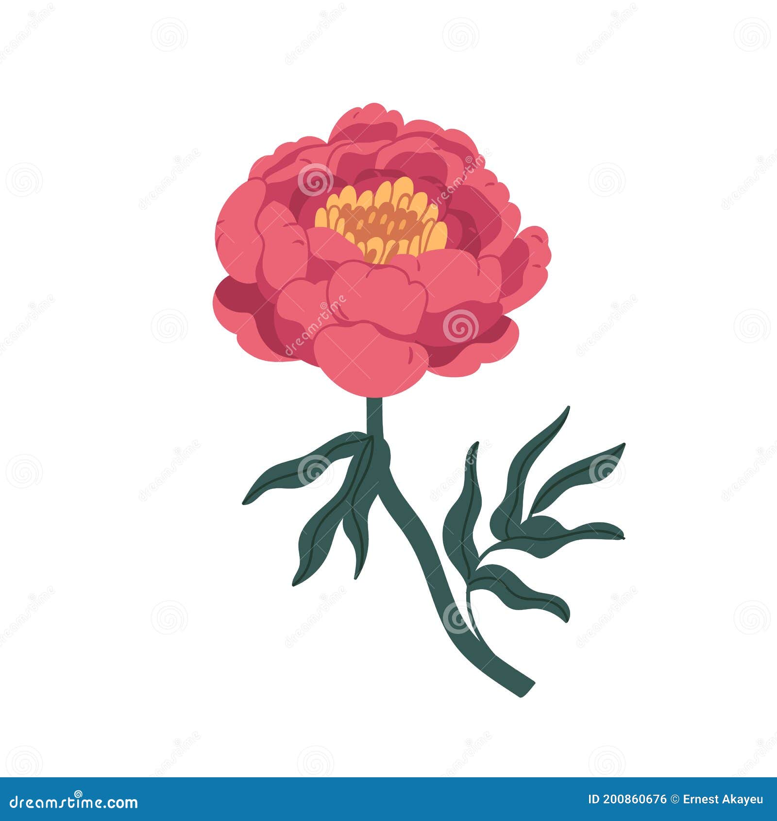 Peão Japonês Rosa Isolado Em Fundo Branco. Lindo Flor Florescente Com Caule  E Folhas. Florescente Oriental Ilustração do Vetor - Ilustração de haste,  encantador: 200860641