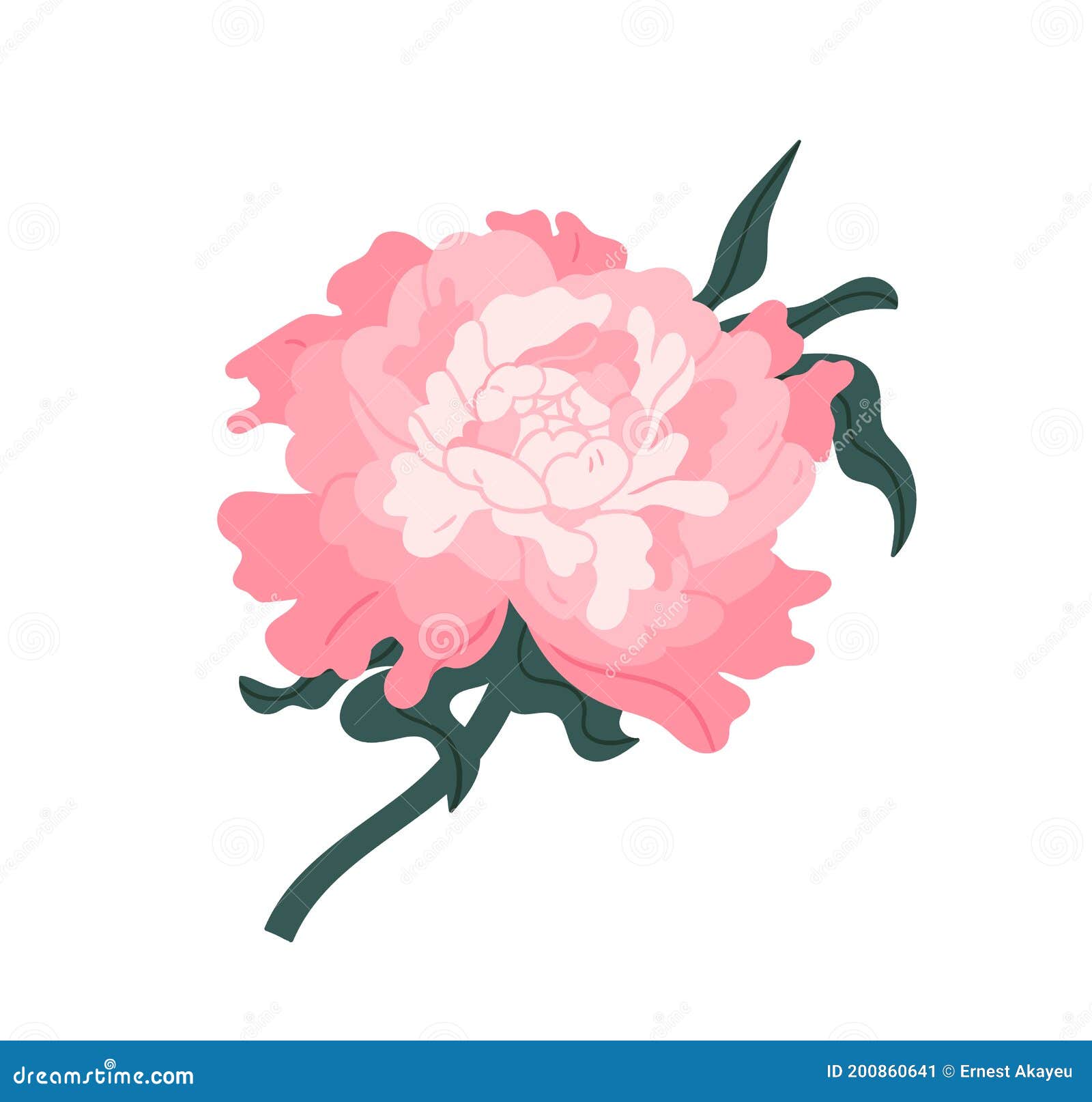 Peão Japonês Rosa Isolado Em Fundo Branco. Lindo Flor Florescente Com Caule  E Folhas. Florescente Oriental Ilustração do Vetor - Ilustração de haste,  encantador: 200860641