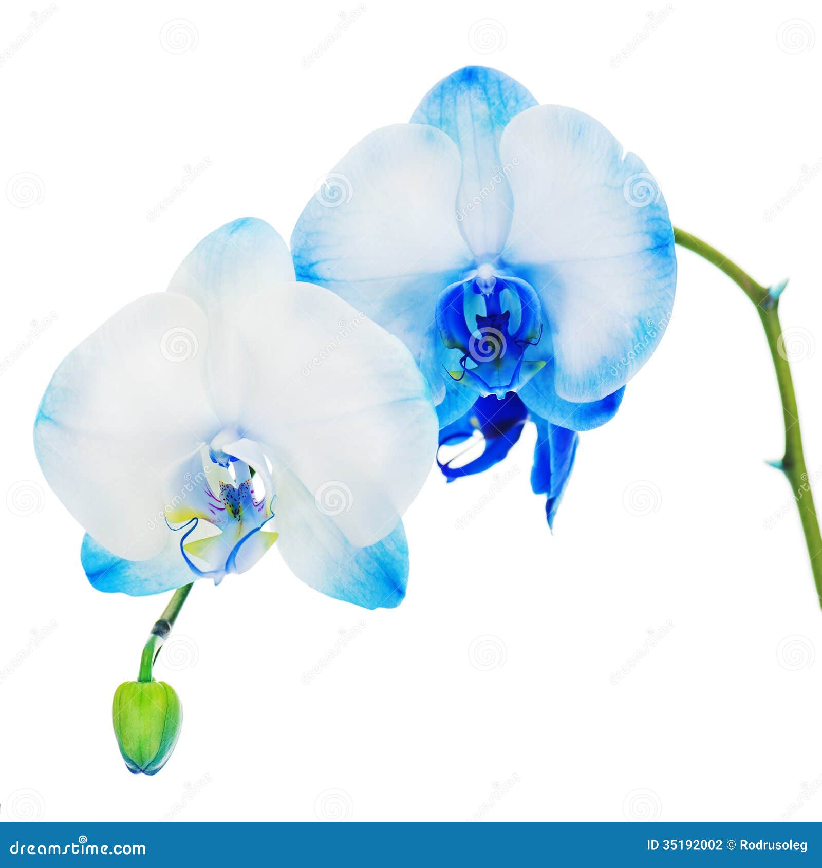Peça Central Real Do Arranjo Da Orquídea Azul Isolada No Backg Branco Foto  de Stock - Imagem de amor, isolado: 35192002
