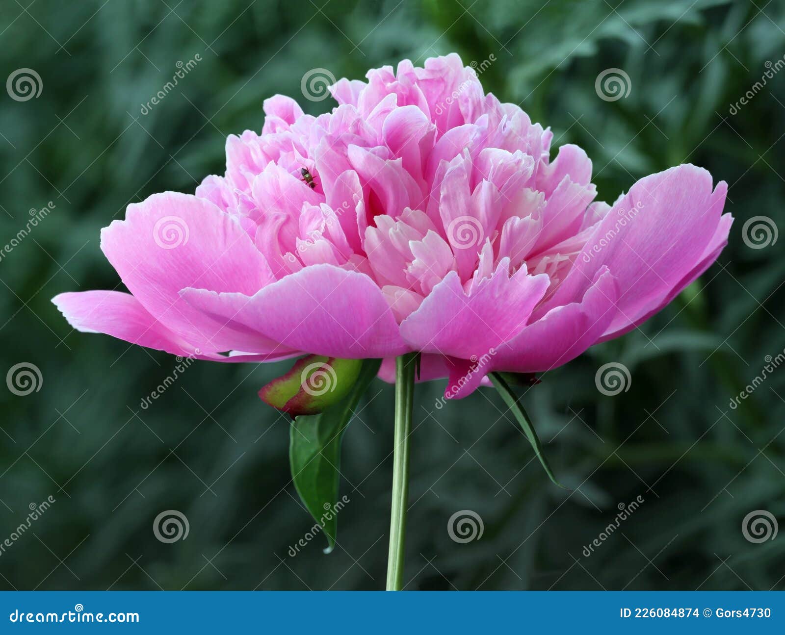 Peón rosa de doble flor foto de archivo. Imagen de hojas - 226084874