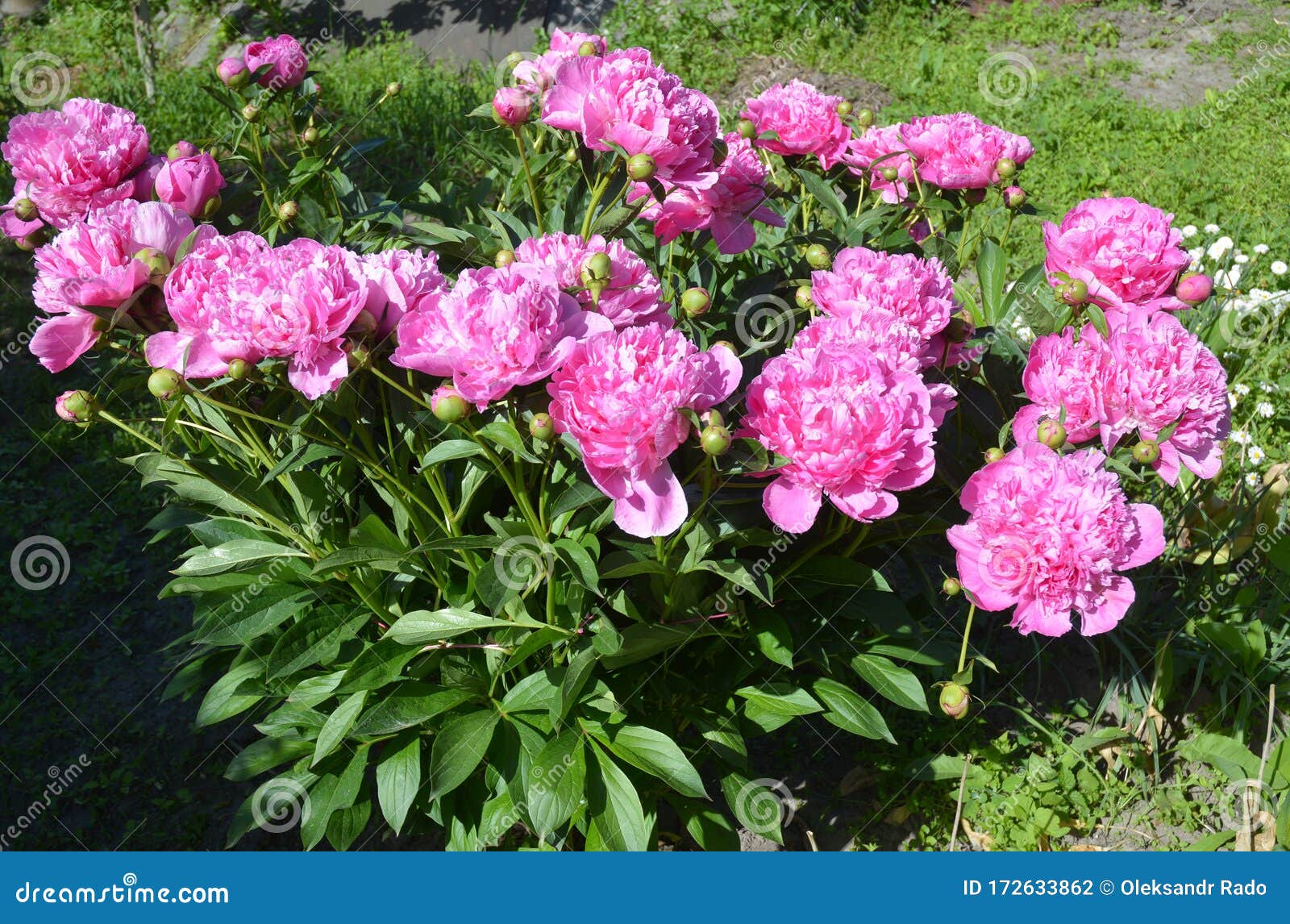 Peônias : Peonias-de-mato-pedras Cultivando Flores De Peonias No Jardim  Foto de Stock - Imagem de peônia, mola: 172633862