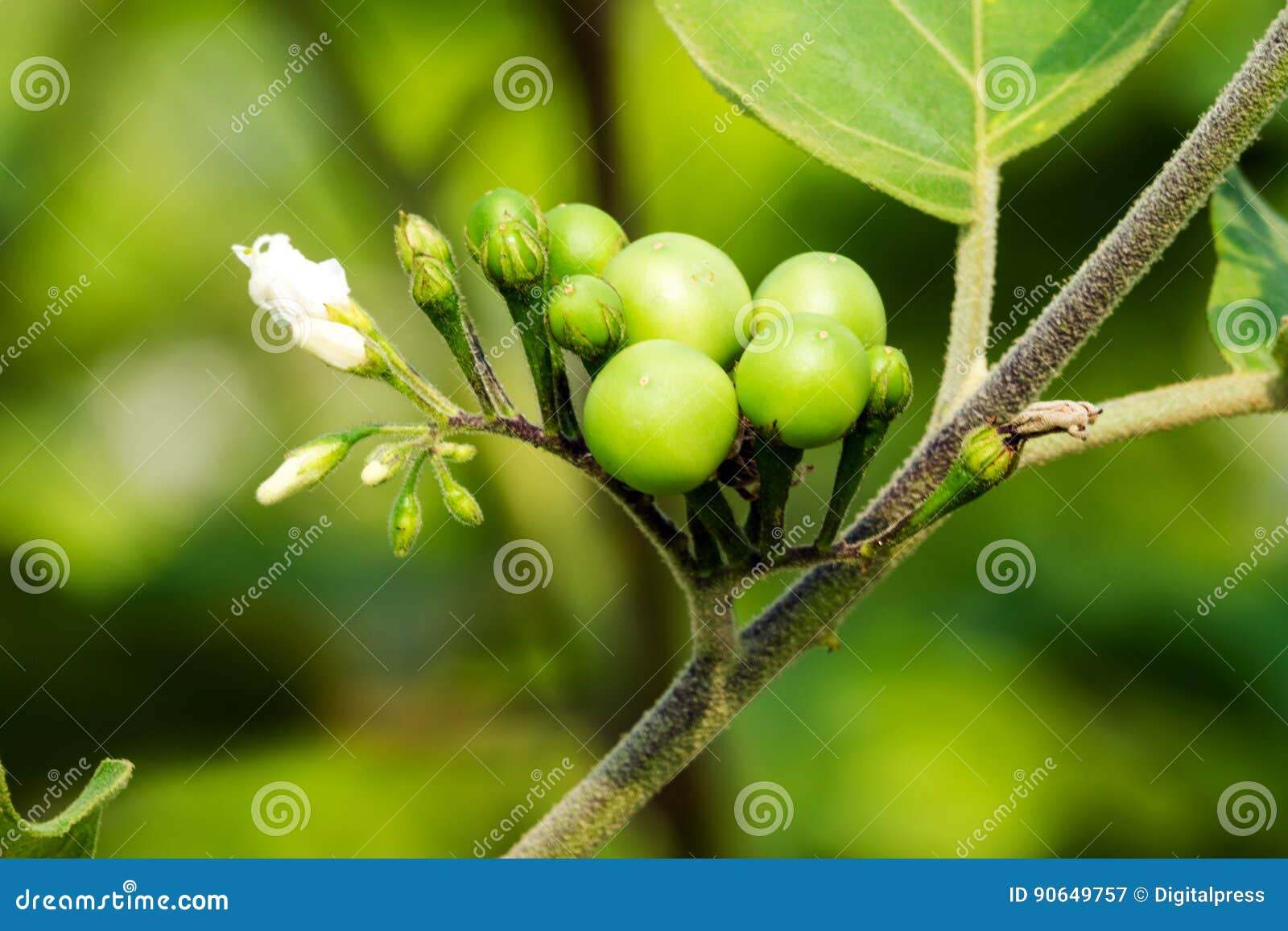 Pea Eggplant, sluit omhoog van bes op struik