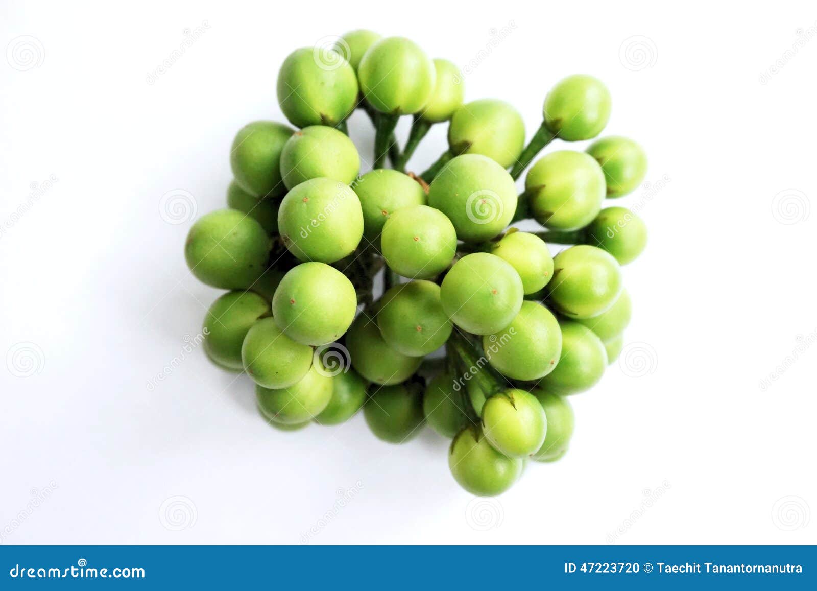 Pea eggplant 2 stock photo. Image of agriculture, sweet 47223720
