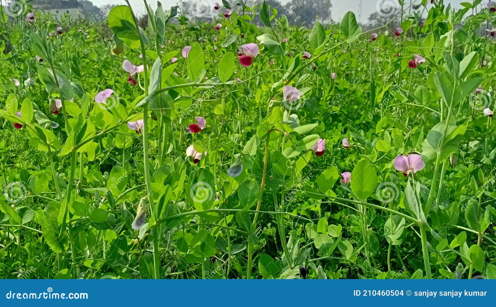 Pea Flower Plant is My Farm in Bihar Stock Photo Image of green