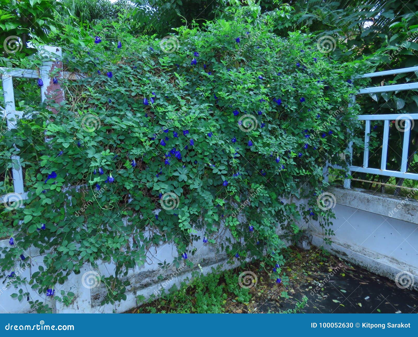 Creeper Plants on the Fence. Stock Photo Image of purplenature, fence