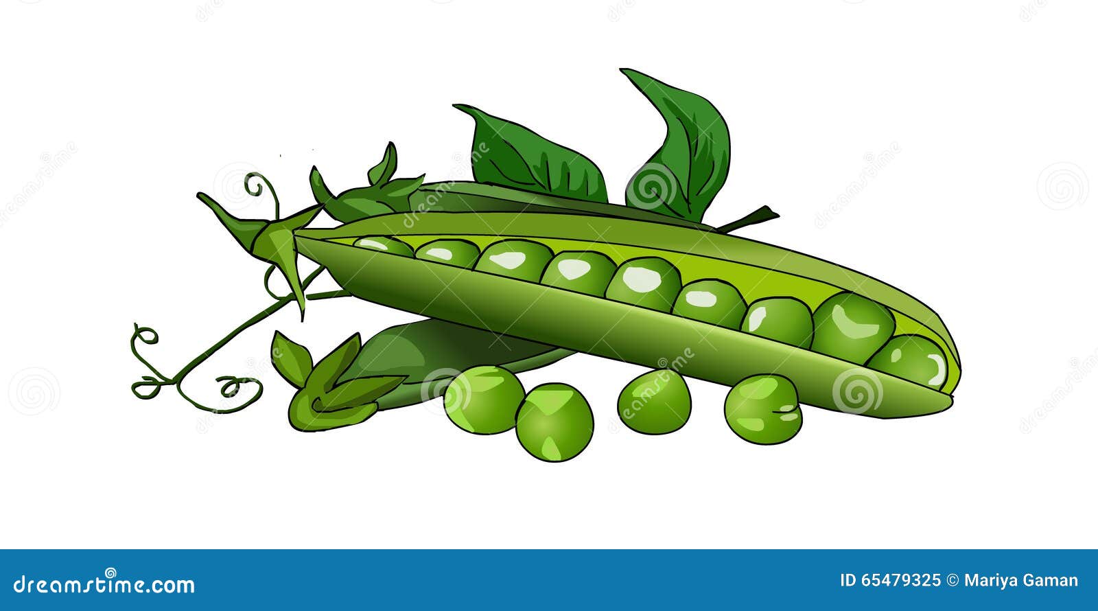 pea green peas in a pod. fresh ripe peas. .