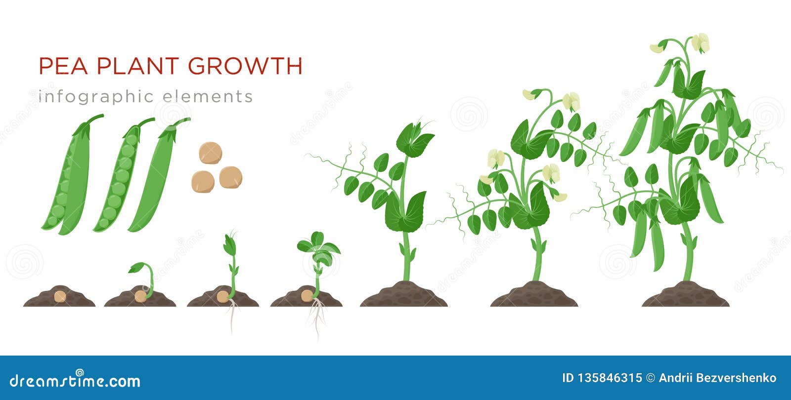 Pea Plant Growth Chart