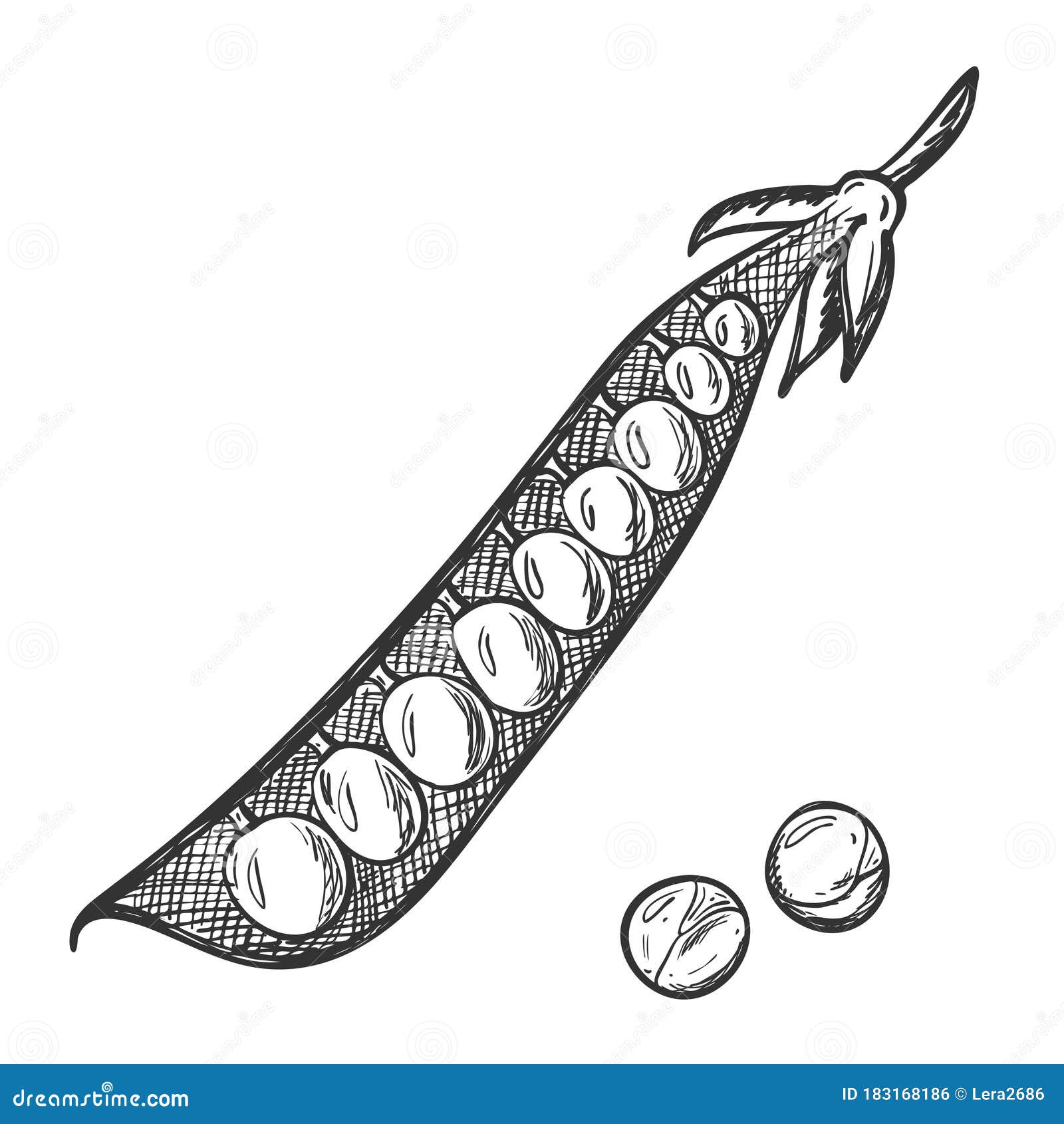 Sketch Peas Pod Handdrawn Lineart Look Stock Vector (Royalty Free)  171603080 | Shutterstock