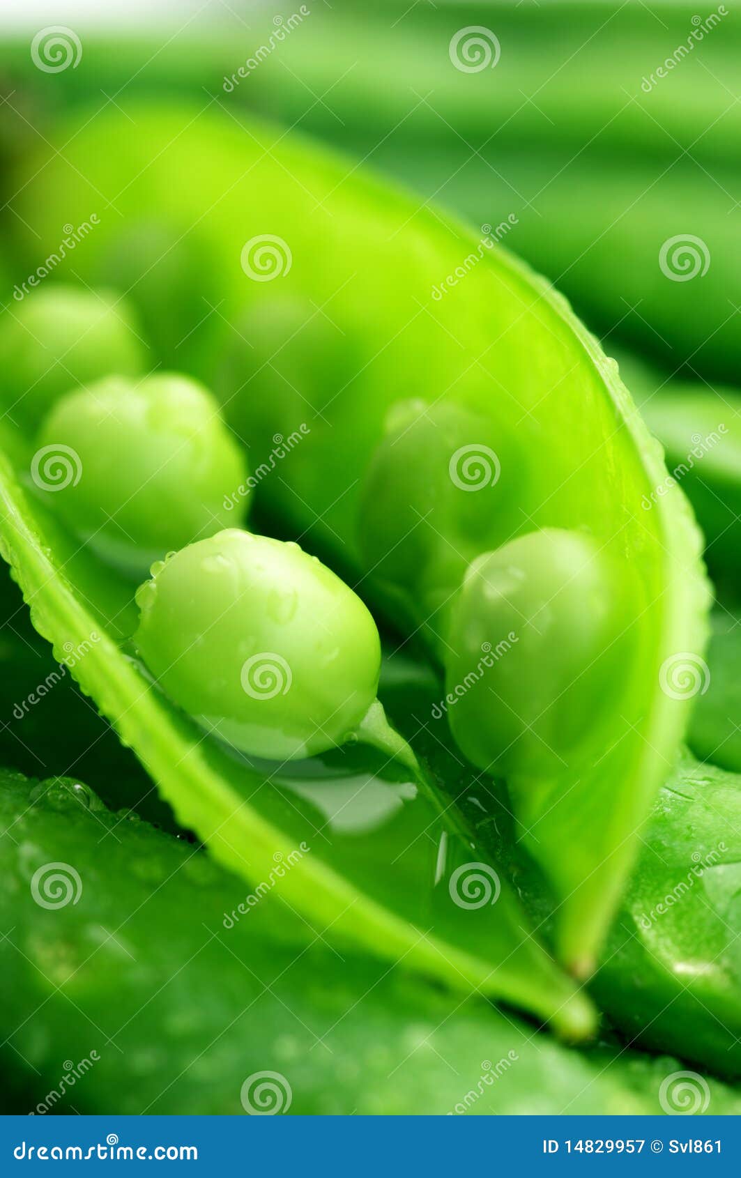 Pea pods stock image. Image of vertical, seed, vegan 14829957