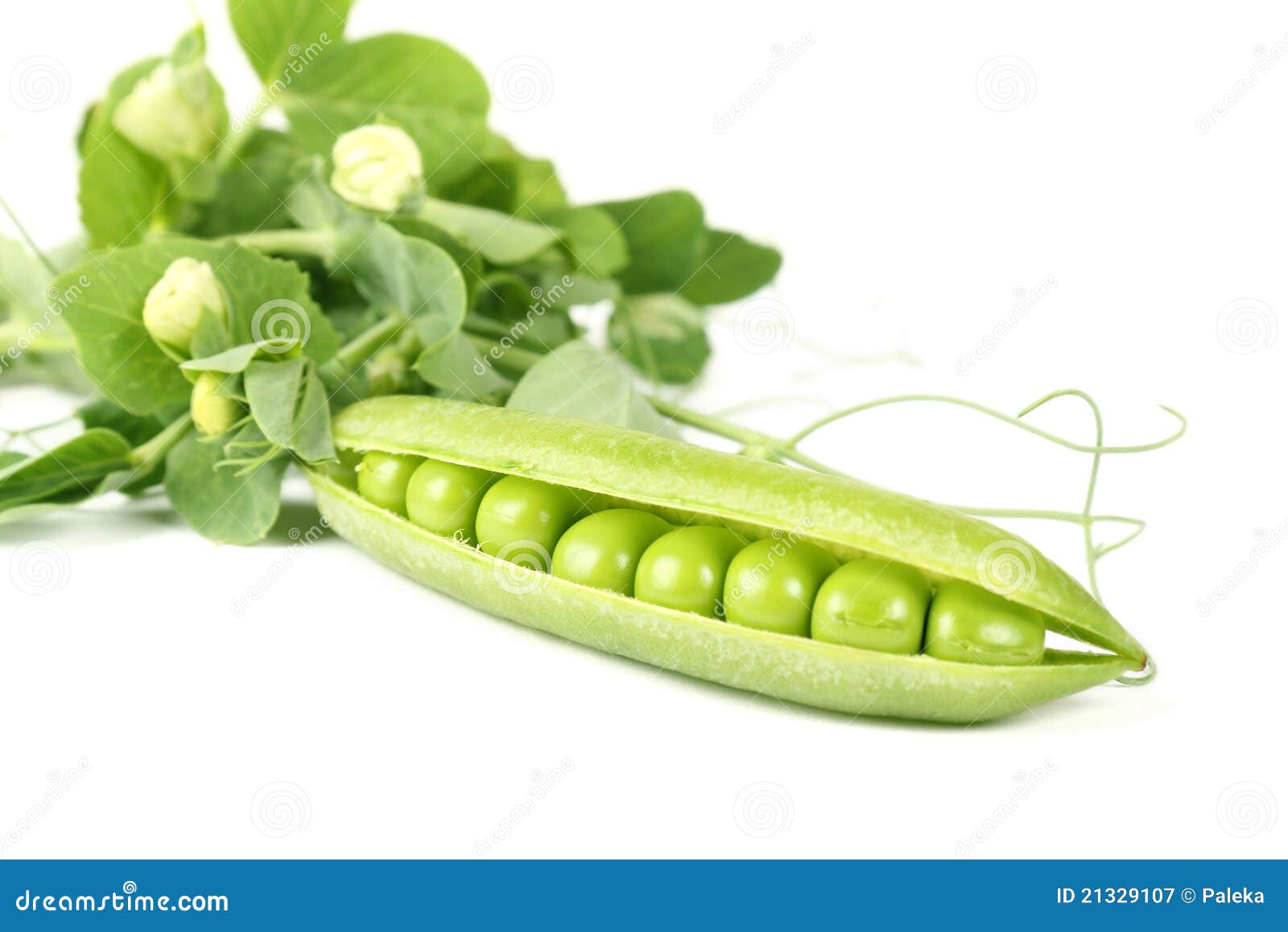 Pea pods stock image. Image of life, fruit, nature, close 21329107