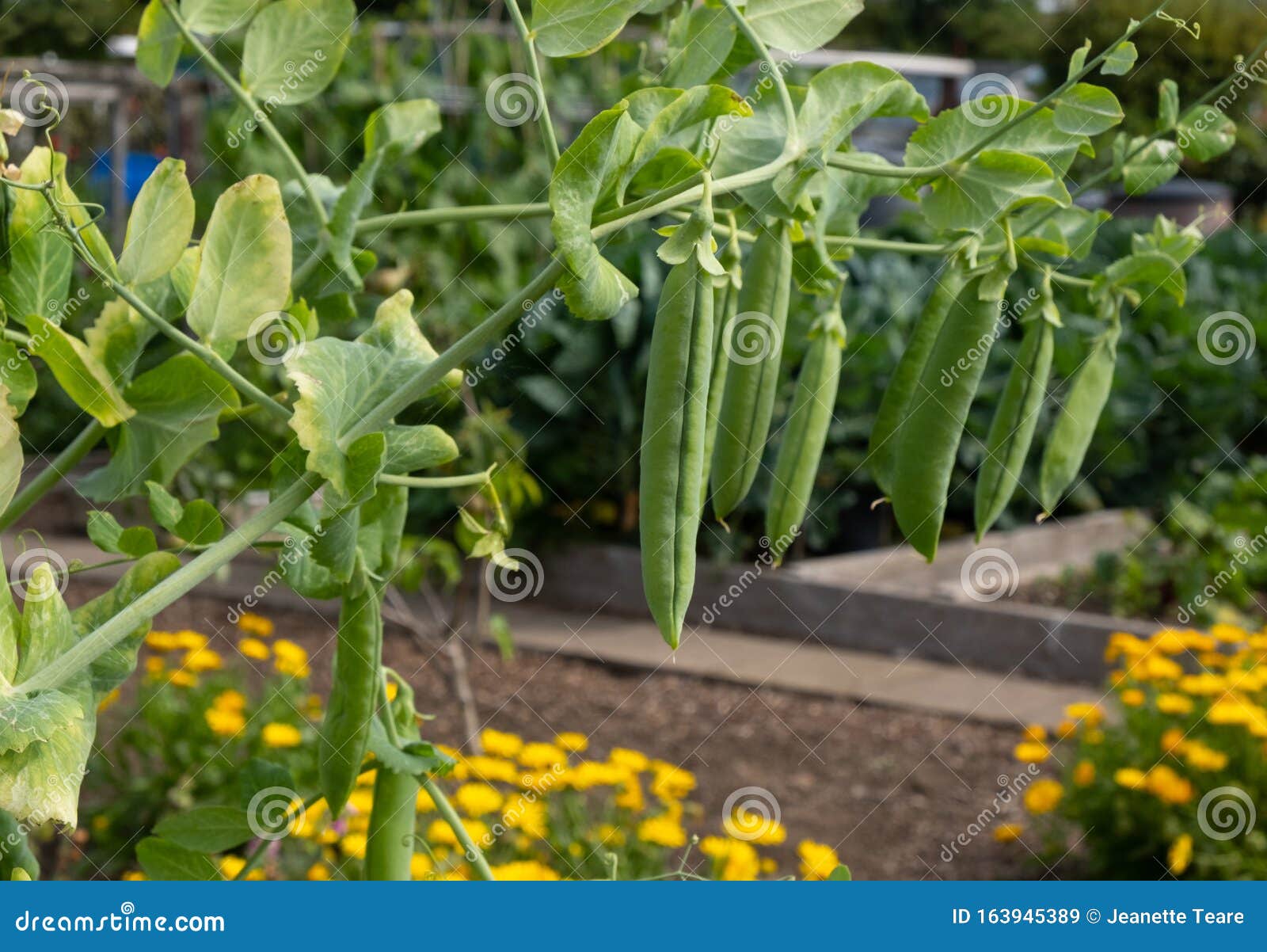 pea pods growing in vegetable garden,  growing on well-kept allotment