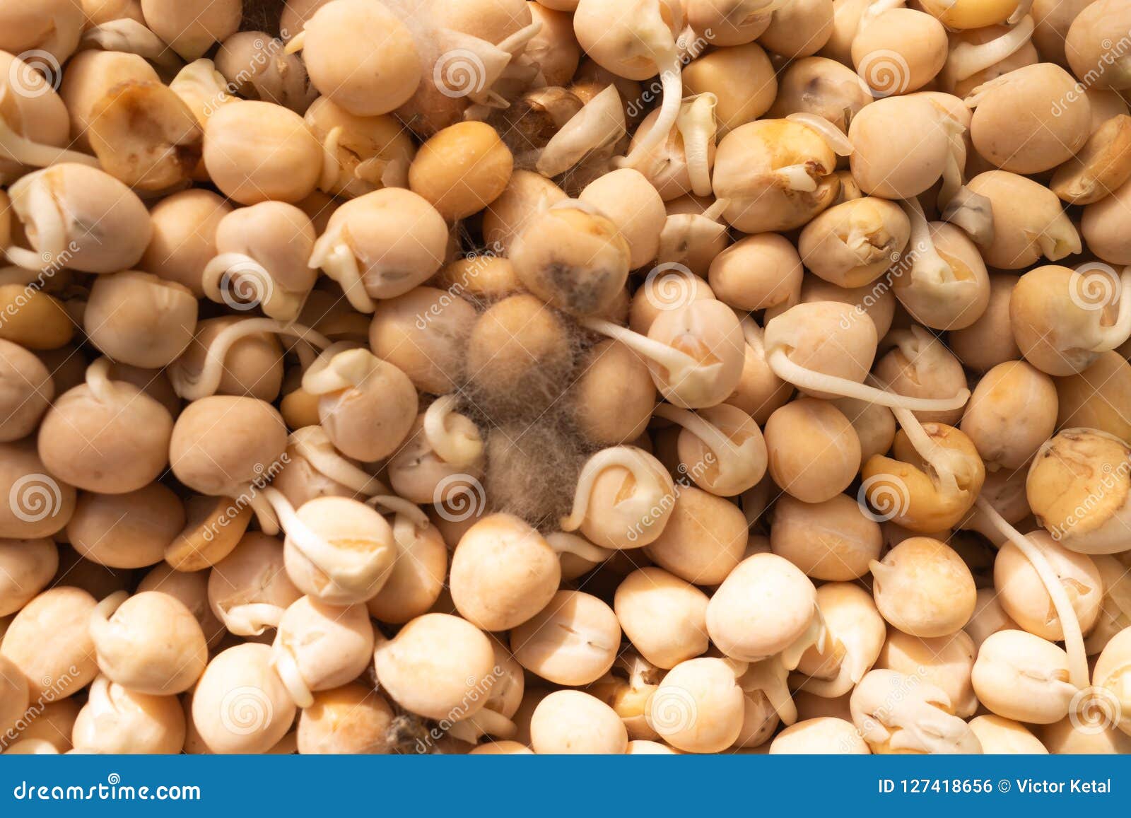 Pea Seed Germination. a Green Pea Sprout Ready for Seedling. Spring