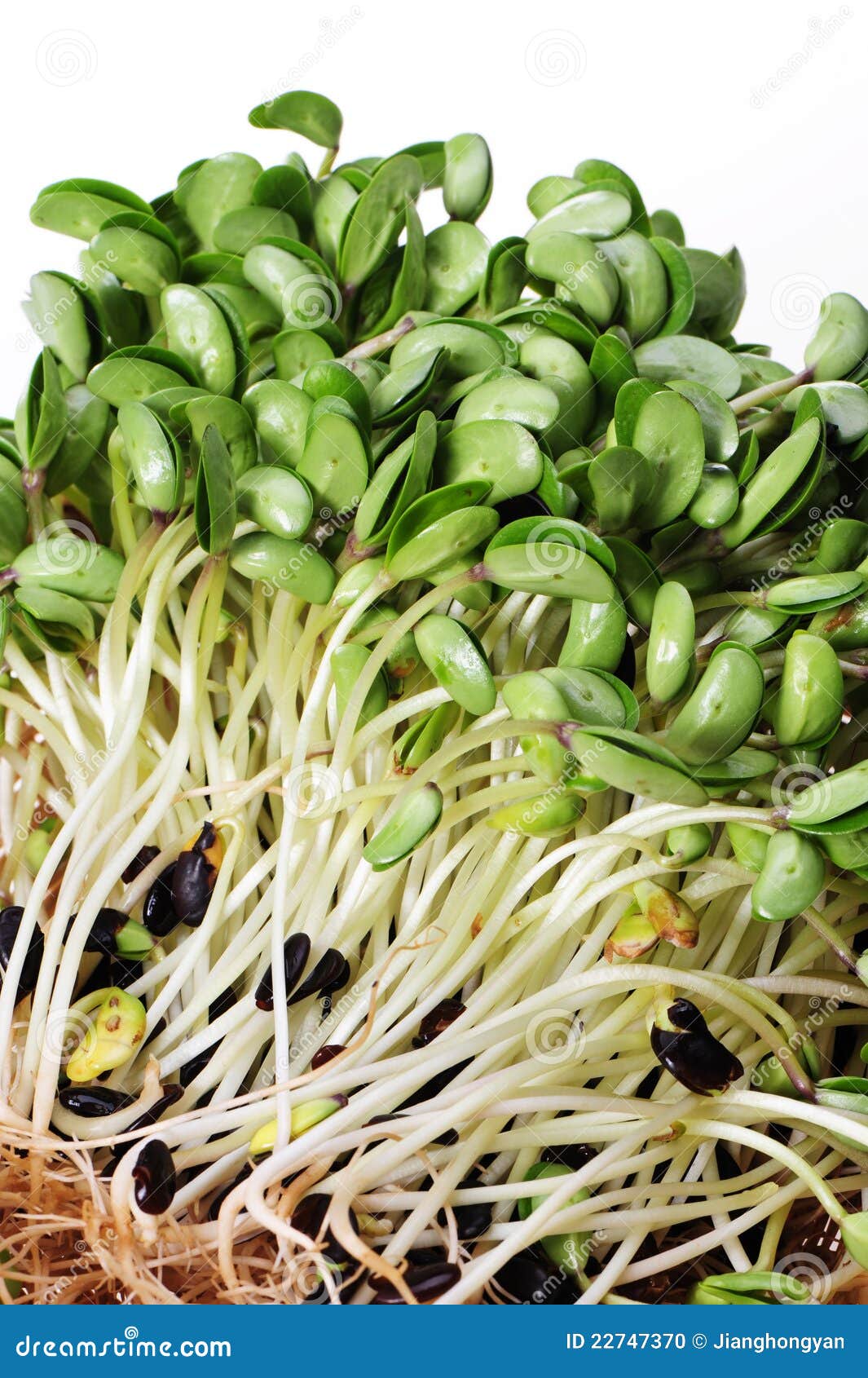 Pea Sprouts stock photo. Image of nutrition, seeds, energy 22747370