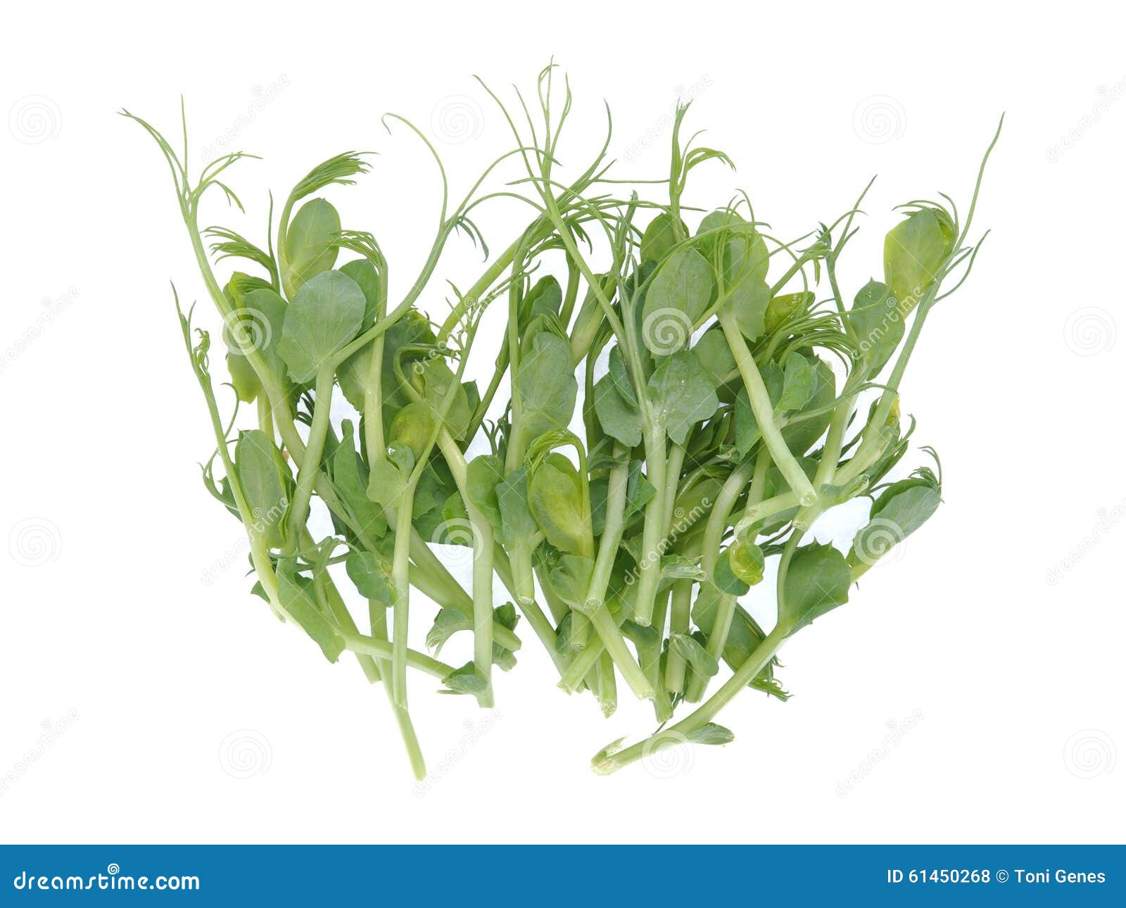 Pea sprouts salad stock photo. Image of nutritional, eating 61450268