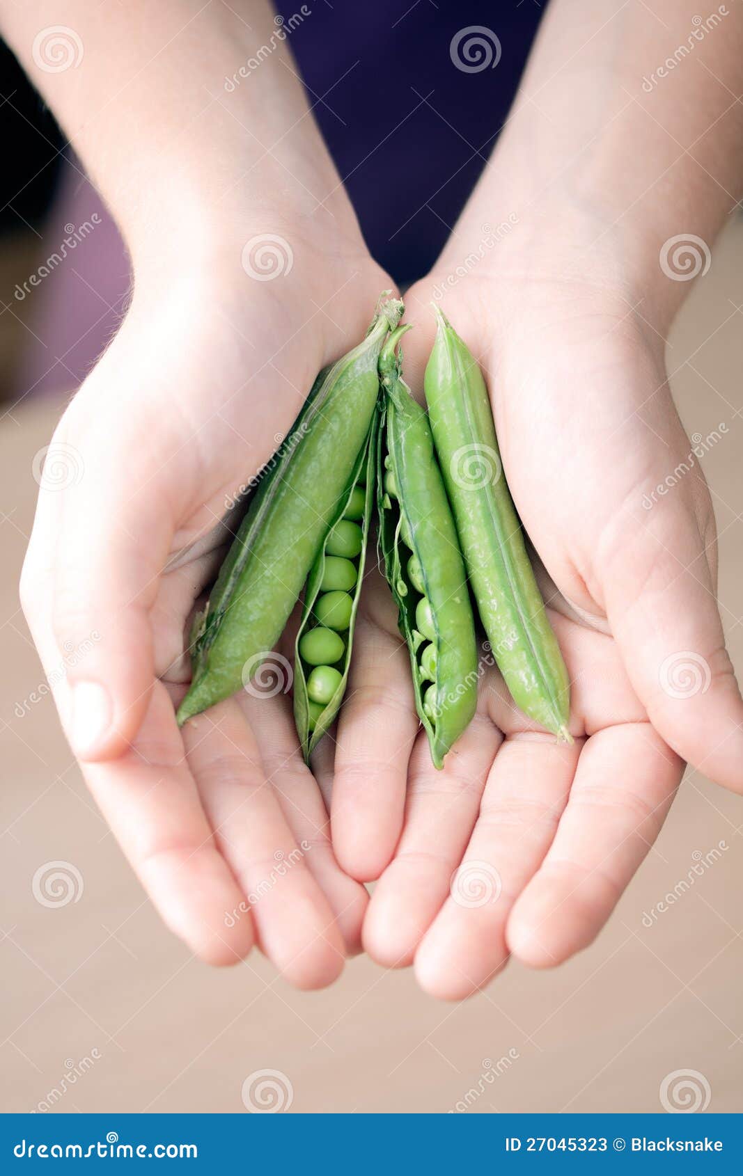 Pea Vegetable Fresh Food in Hands Stock Image Image of agriculture