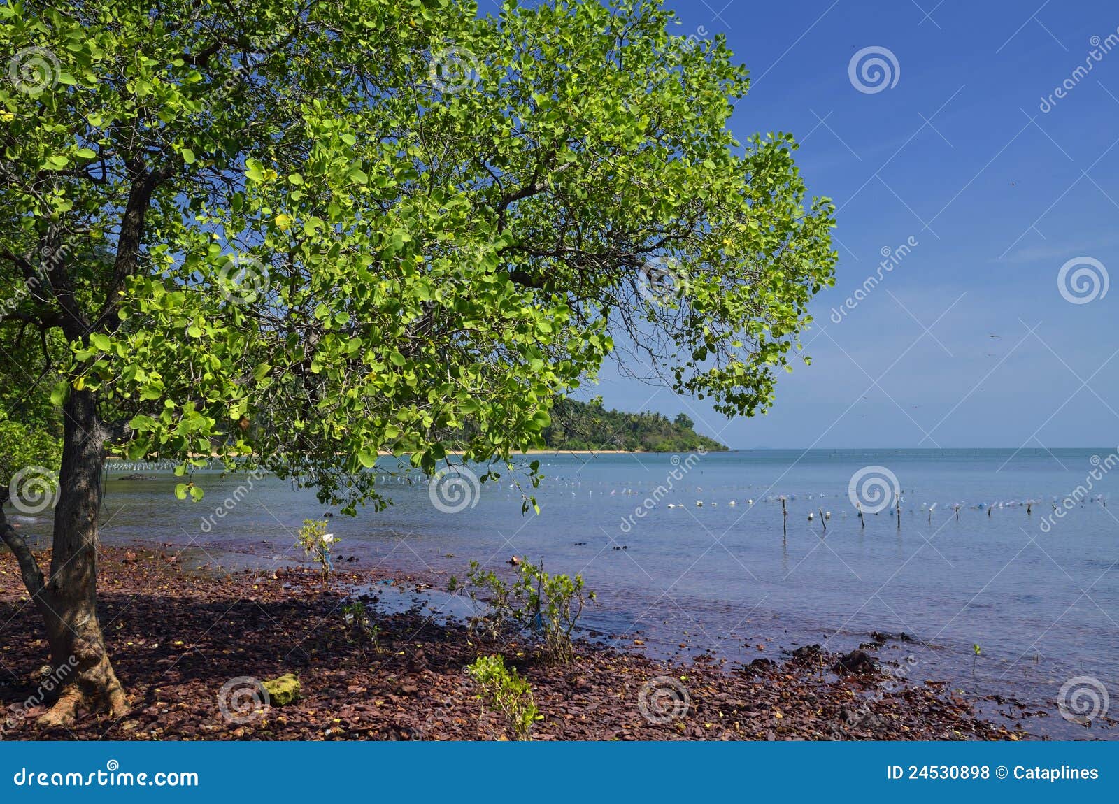 Peace on the coast side of Rabbit Island. The combination of this green tree and the red rocks inspire peace and relax in this quiet island of Cambodia