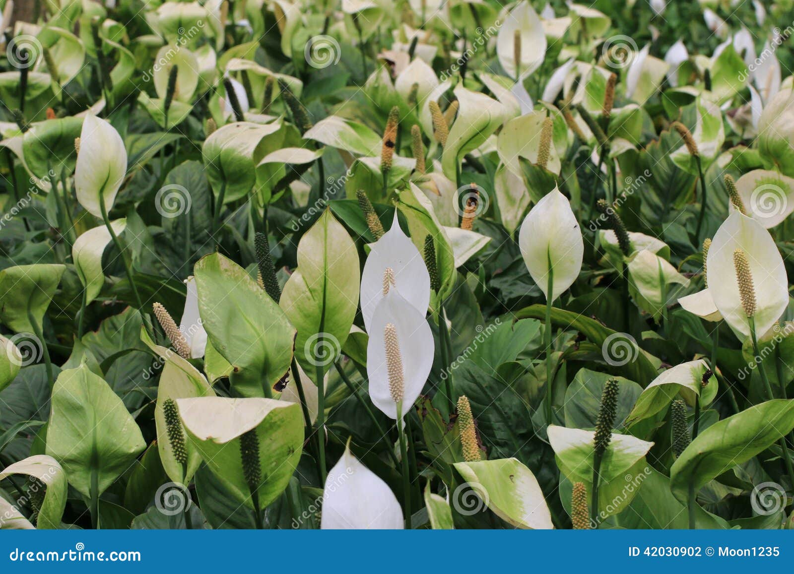peace lilies blooming in the garden, peace lily, sail plant, spathe flower