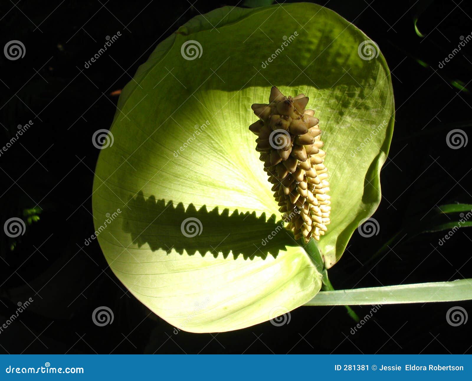 peace lily on black