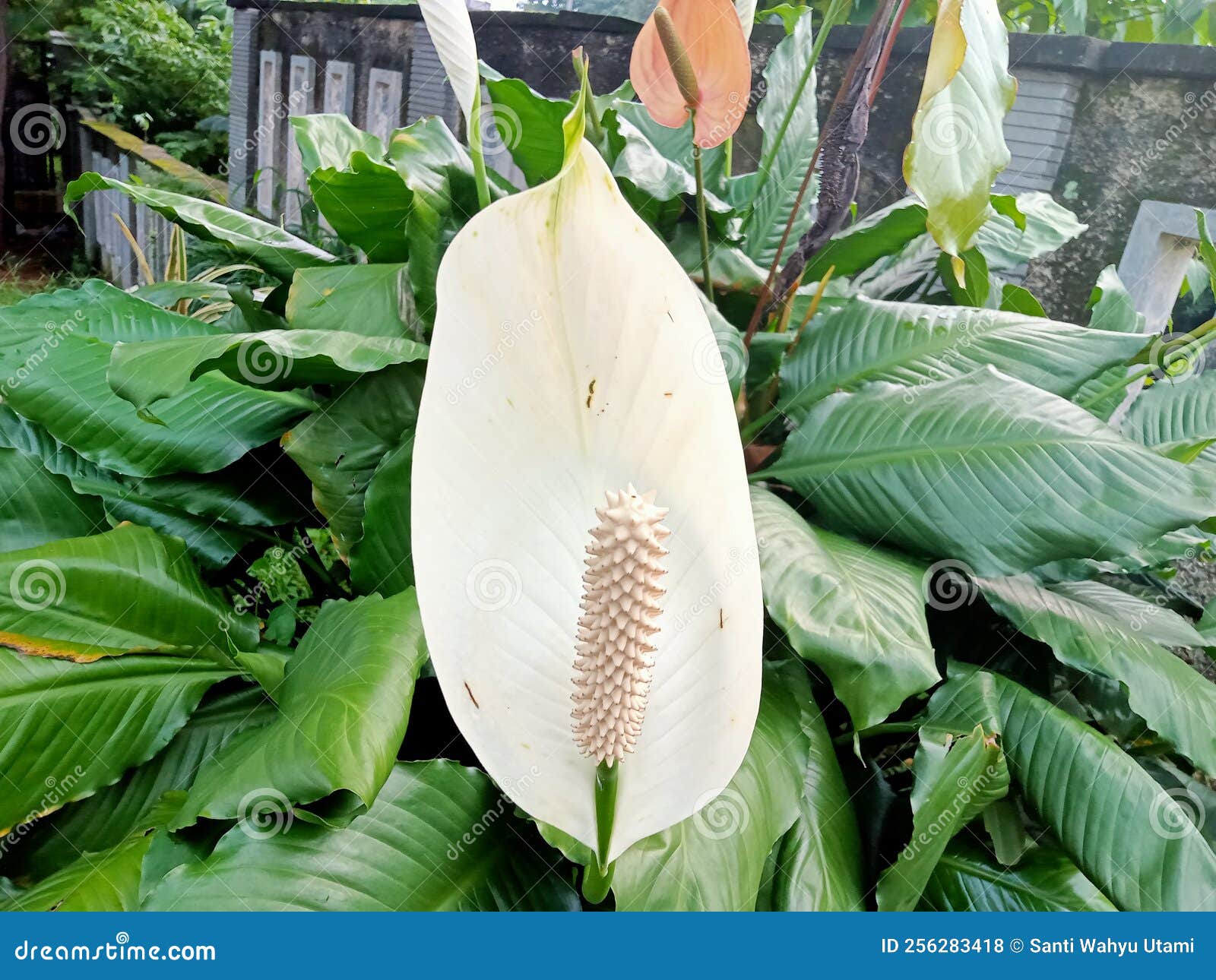 Peace Lily Bloom in the Morning Stock Photo Image of bloom, flower