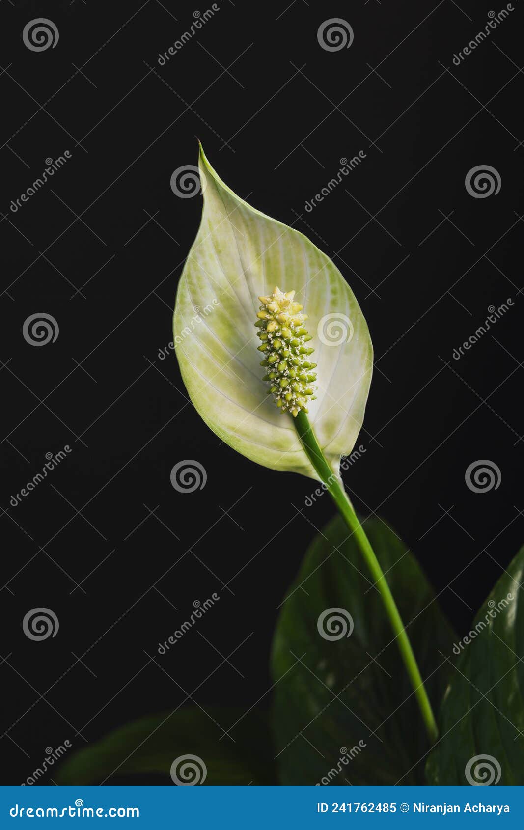 Peace Lily stock image. Image of white, lily, blossom 241762485