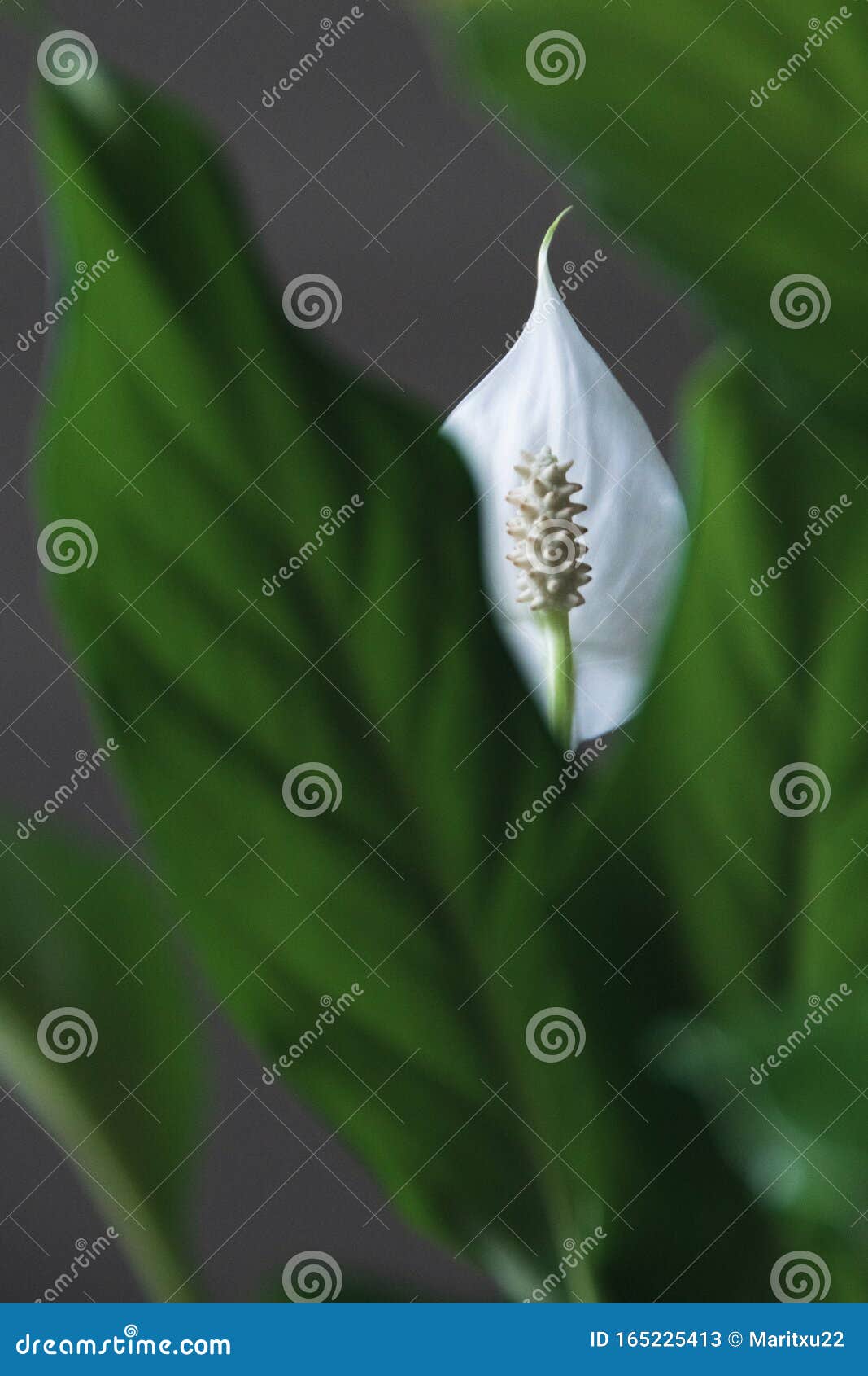 peace lily flower and foliage.