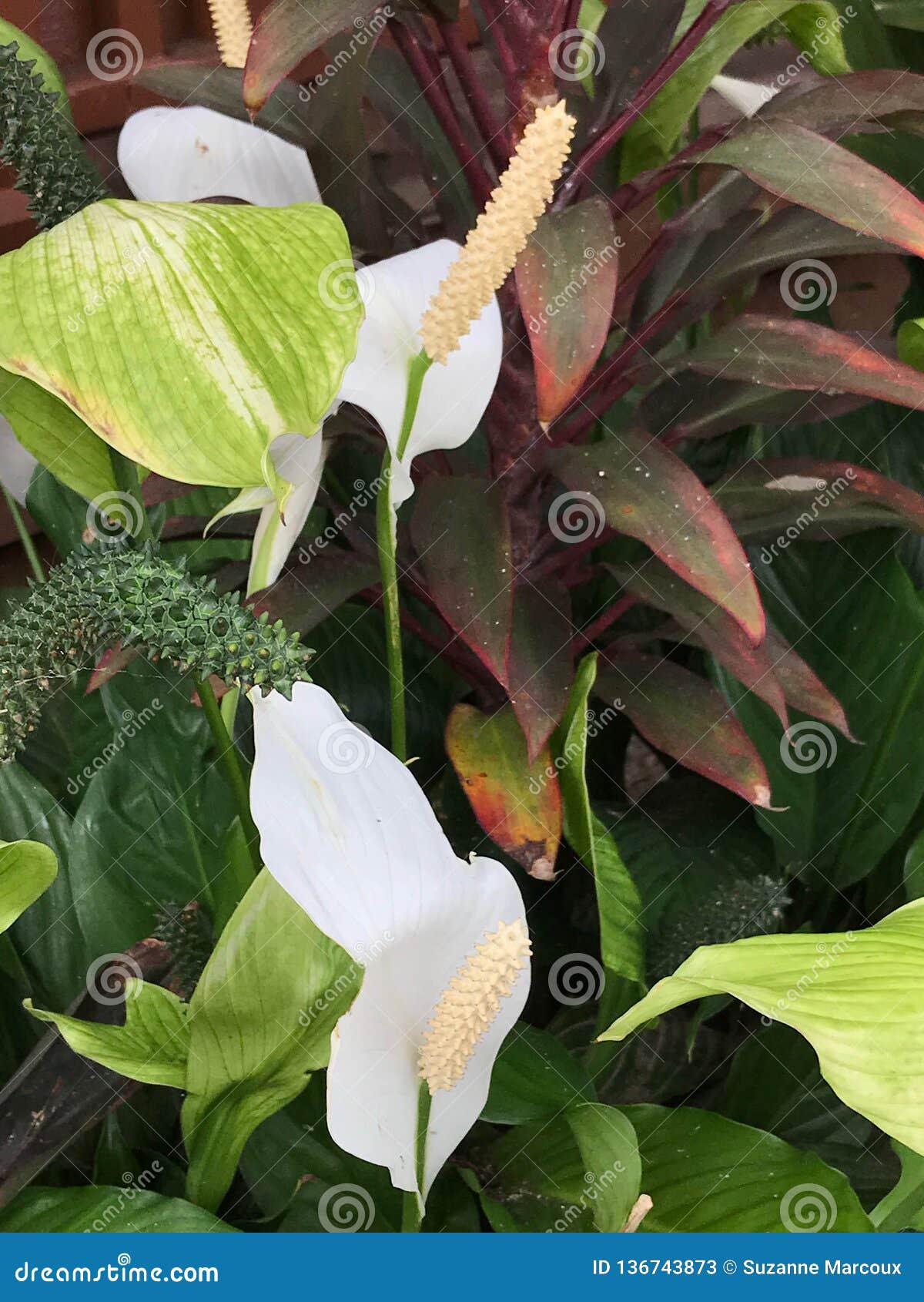 Peace Lily Princeville Botanical Gardens Kauai Hawaii Usa