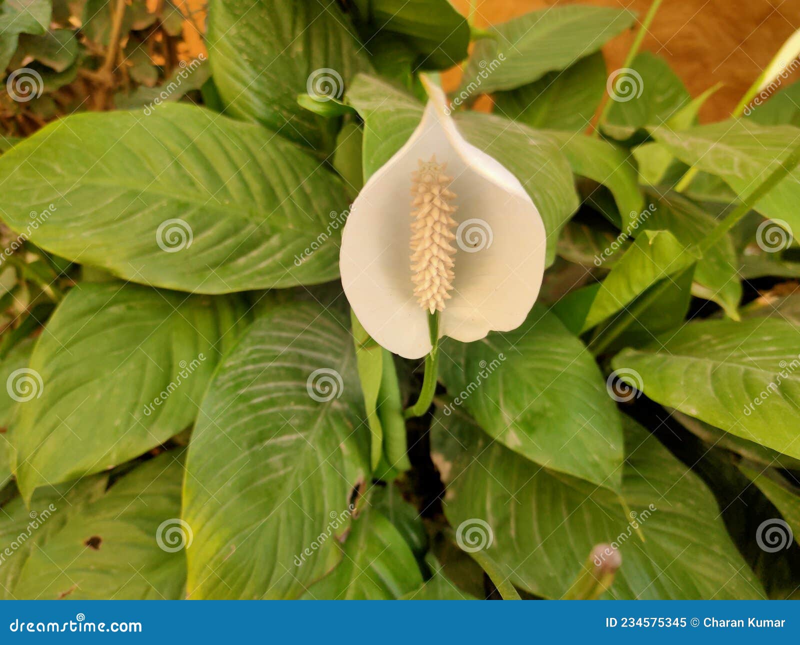 peace lily, white sails, or spathe flower
