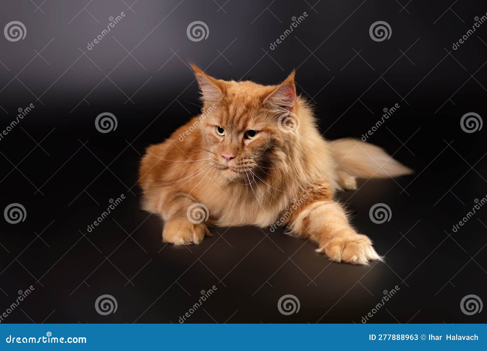 peace-loving cat maine coon cat of red color on a black background