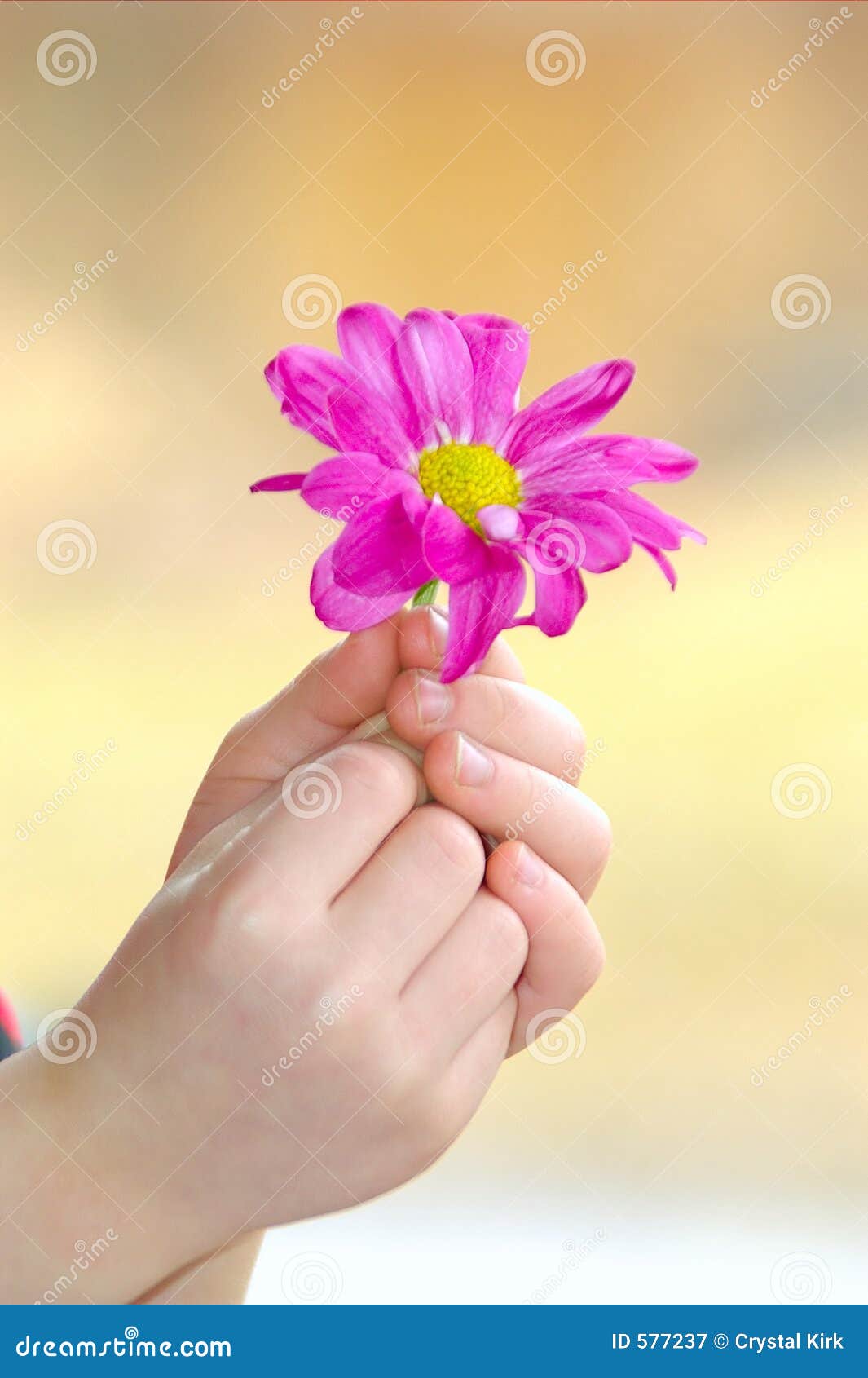 Peace offering stock image. Image of child, daisy, girl 577237